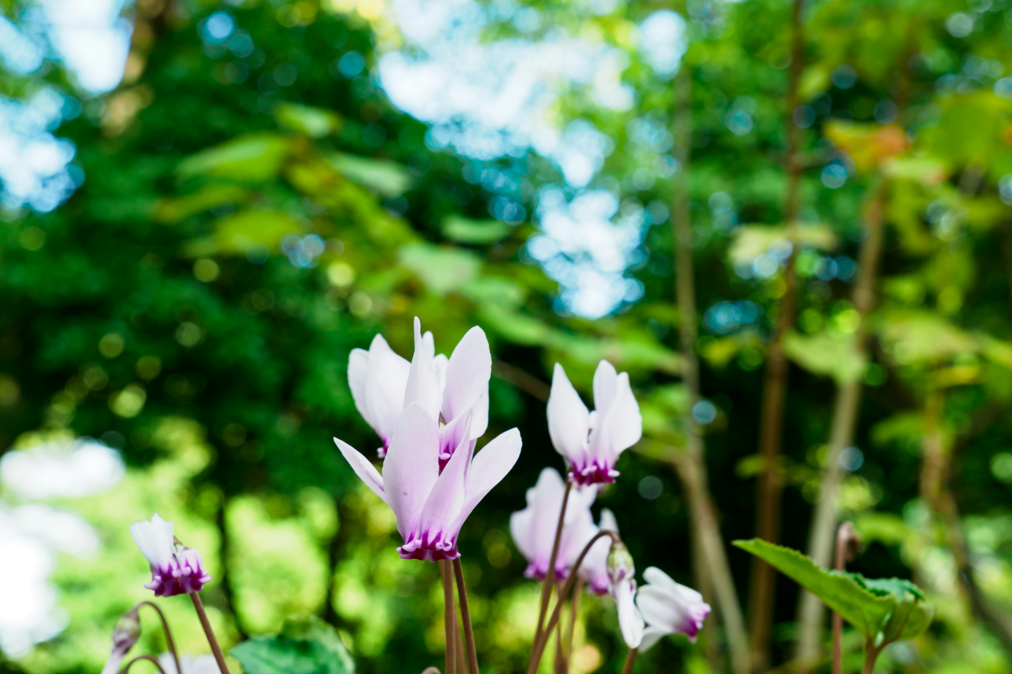 Gros plan de fleurs violettes pâles sur fond vert