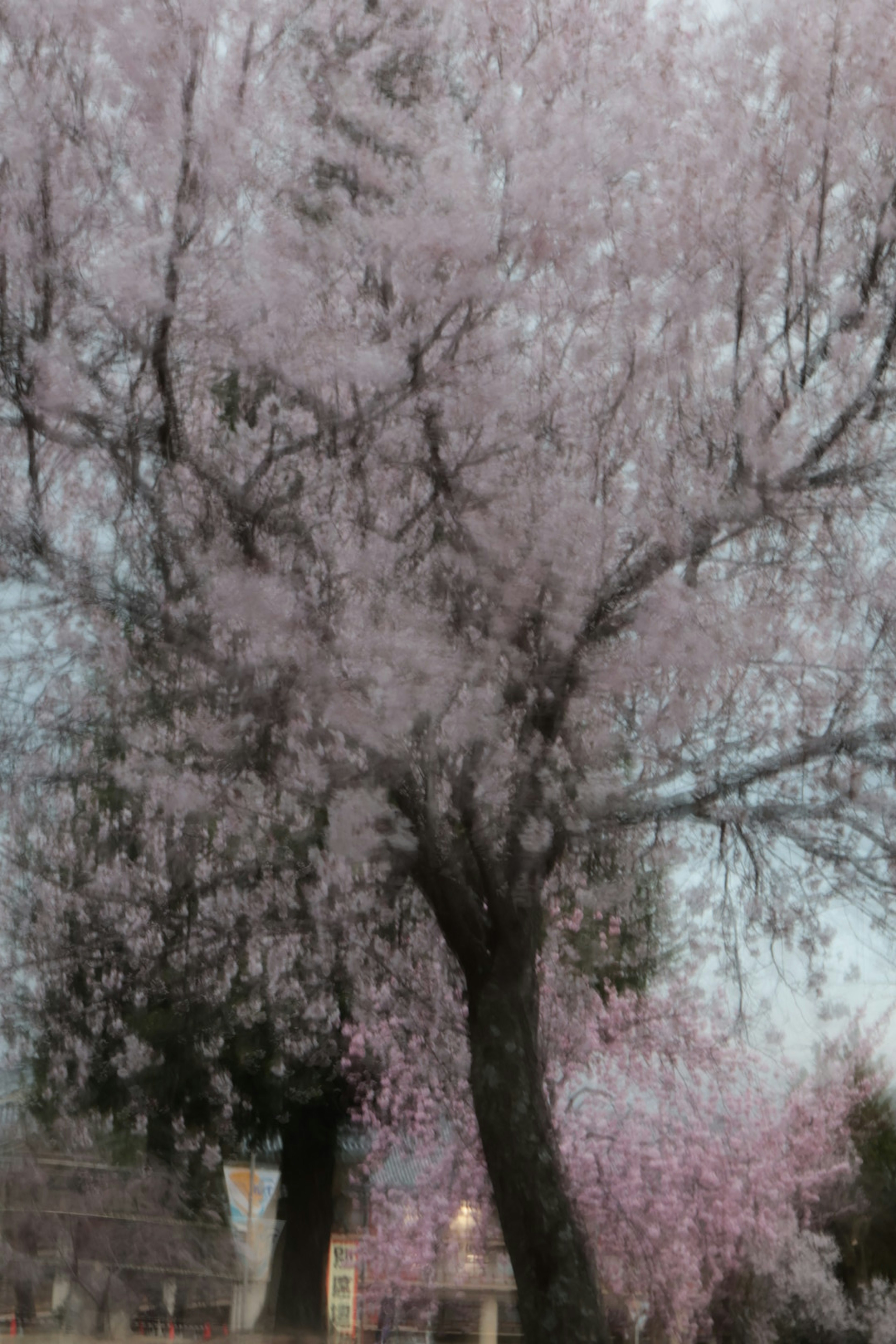 Albero di ciliegio in piena fioritura con fiori rosa delicati