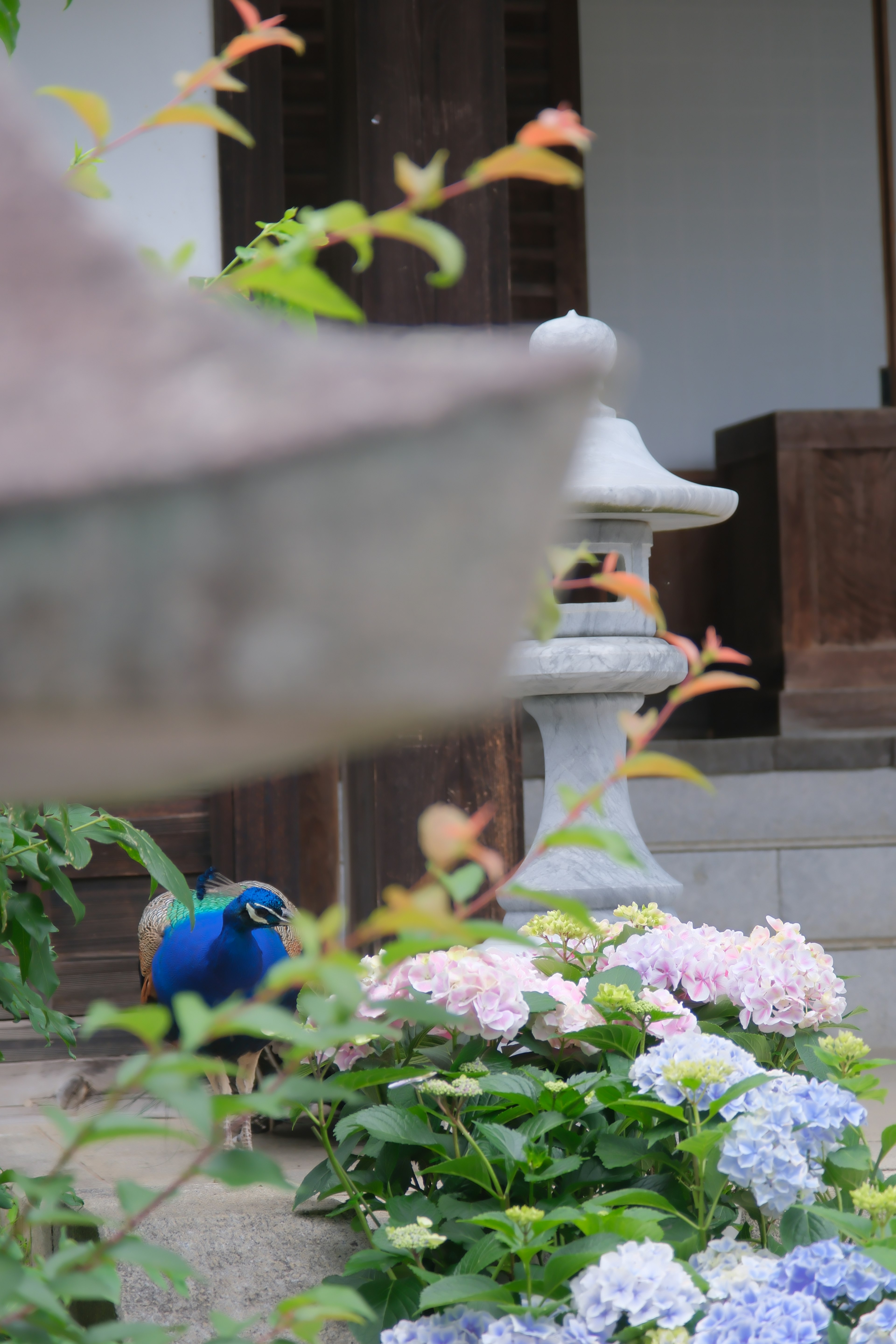 庭に咲く紫陽花の前にいる孔雀と石灯篭