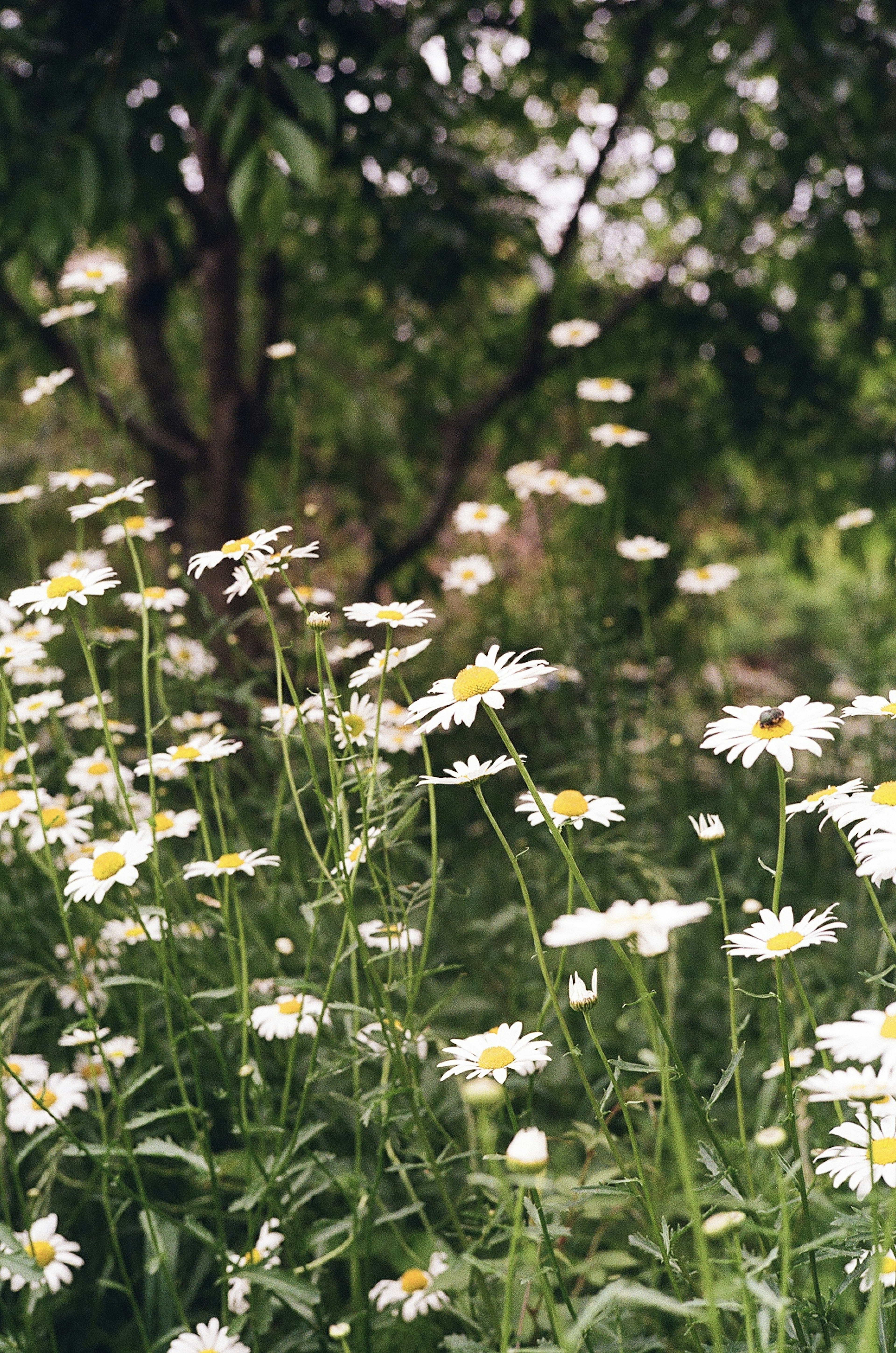 Weiße Gänseblümchen blühen zwischen üppigem grünem Laub