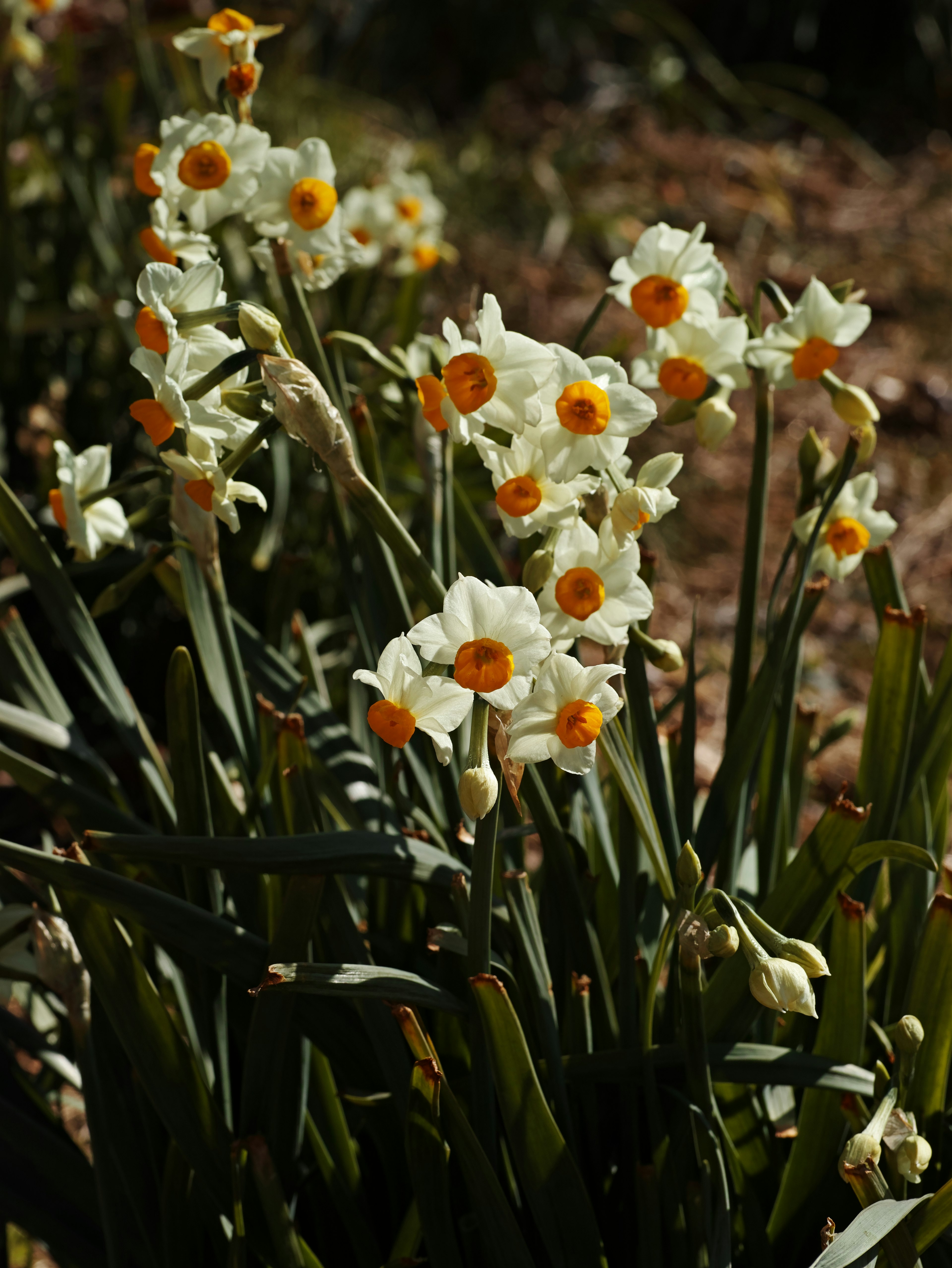 Eine Gartenansicht mit blühenden weißen Narzissen mit orangefarbenen Mittelpunkten