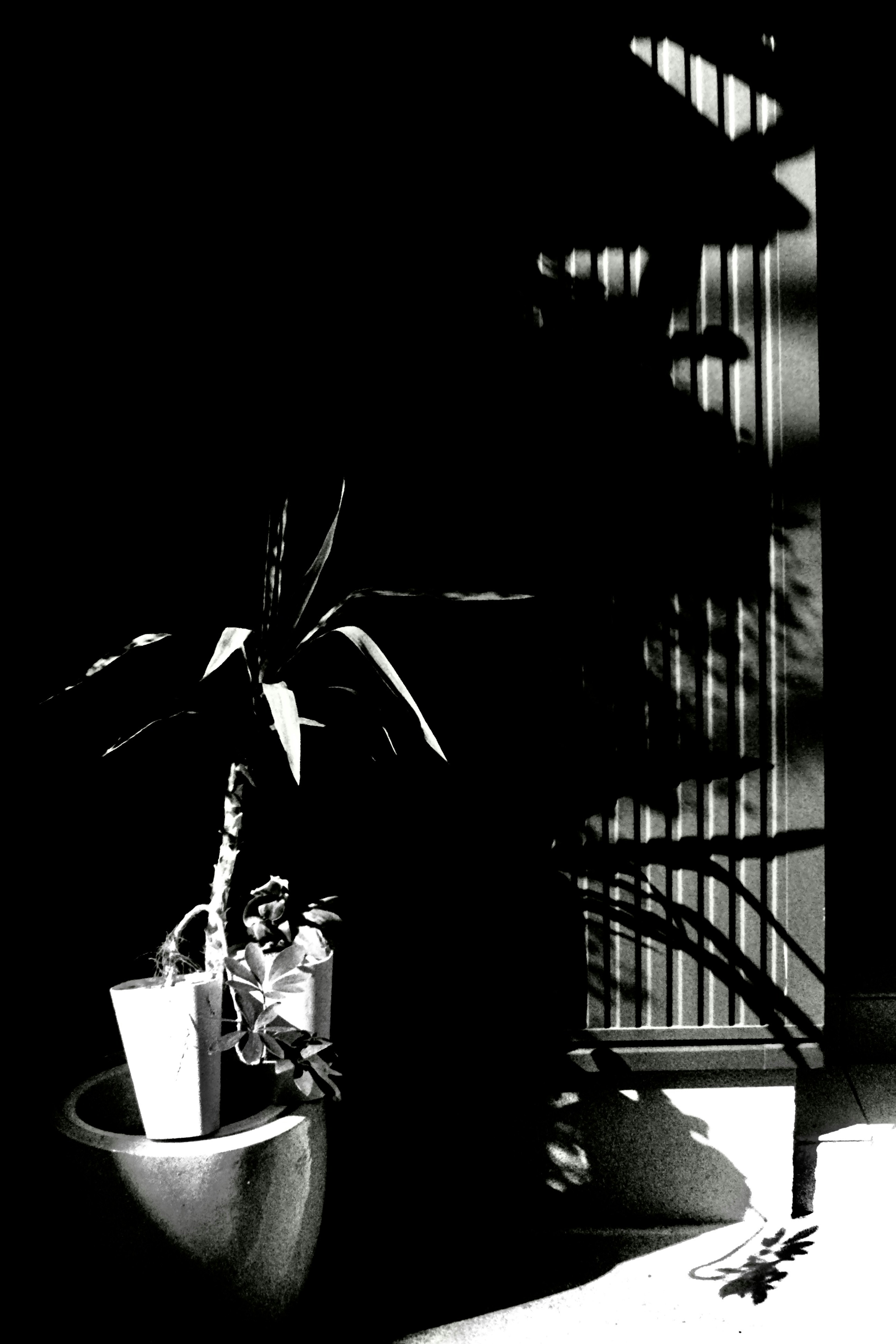 Silhouette of an indoor plant with beautiful shadows and striped light