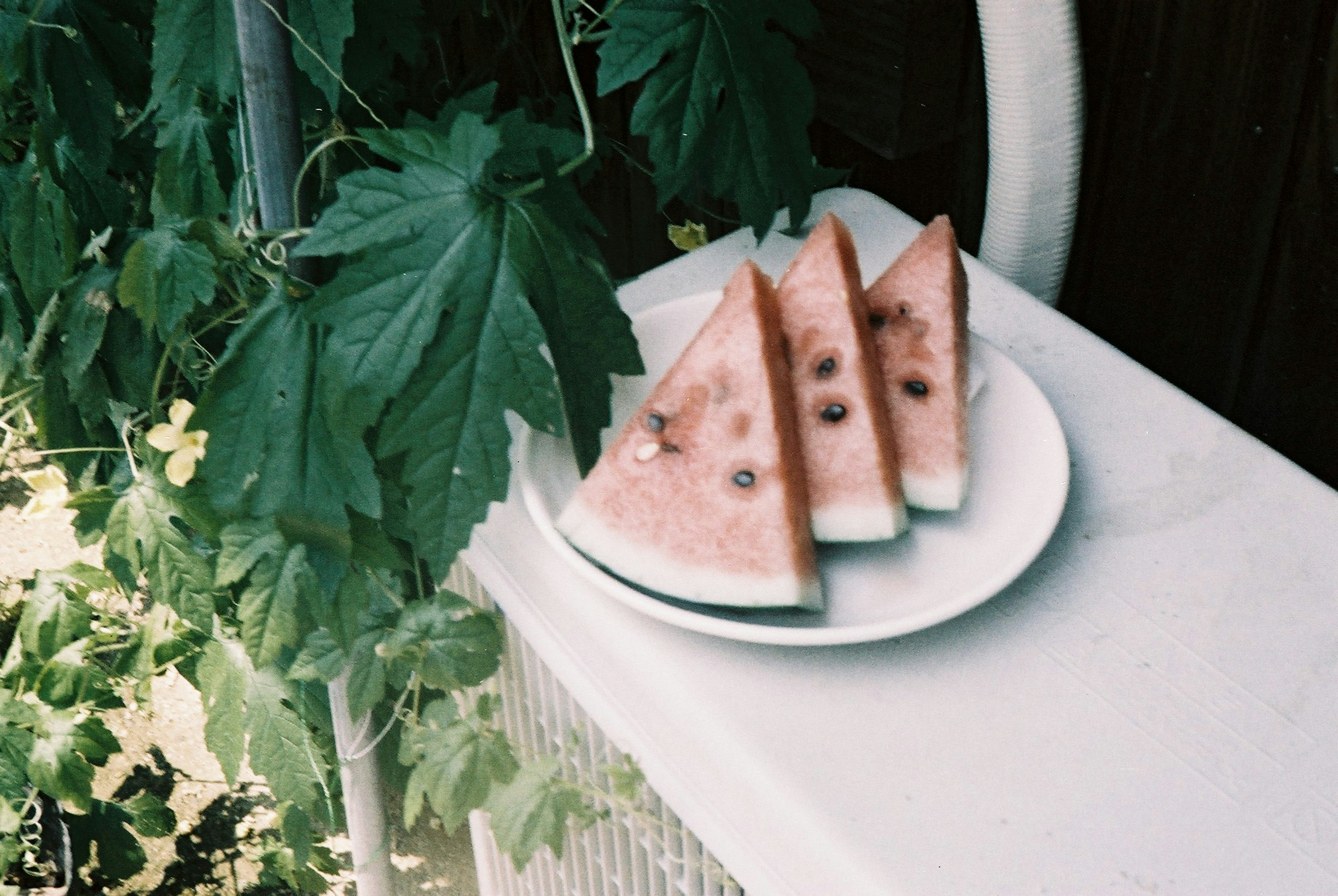 Slices of watermelon on a plate with green leaves in the background