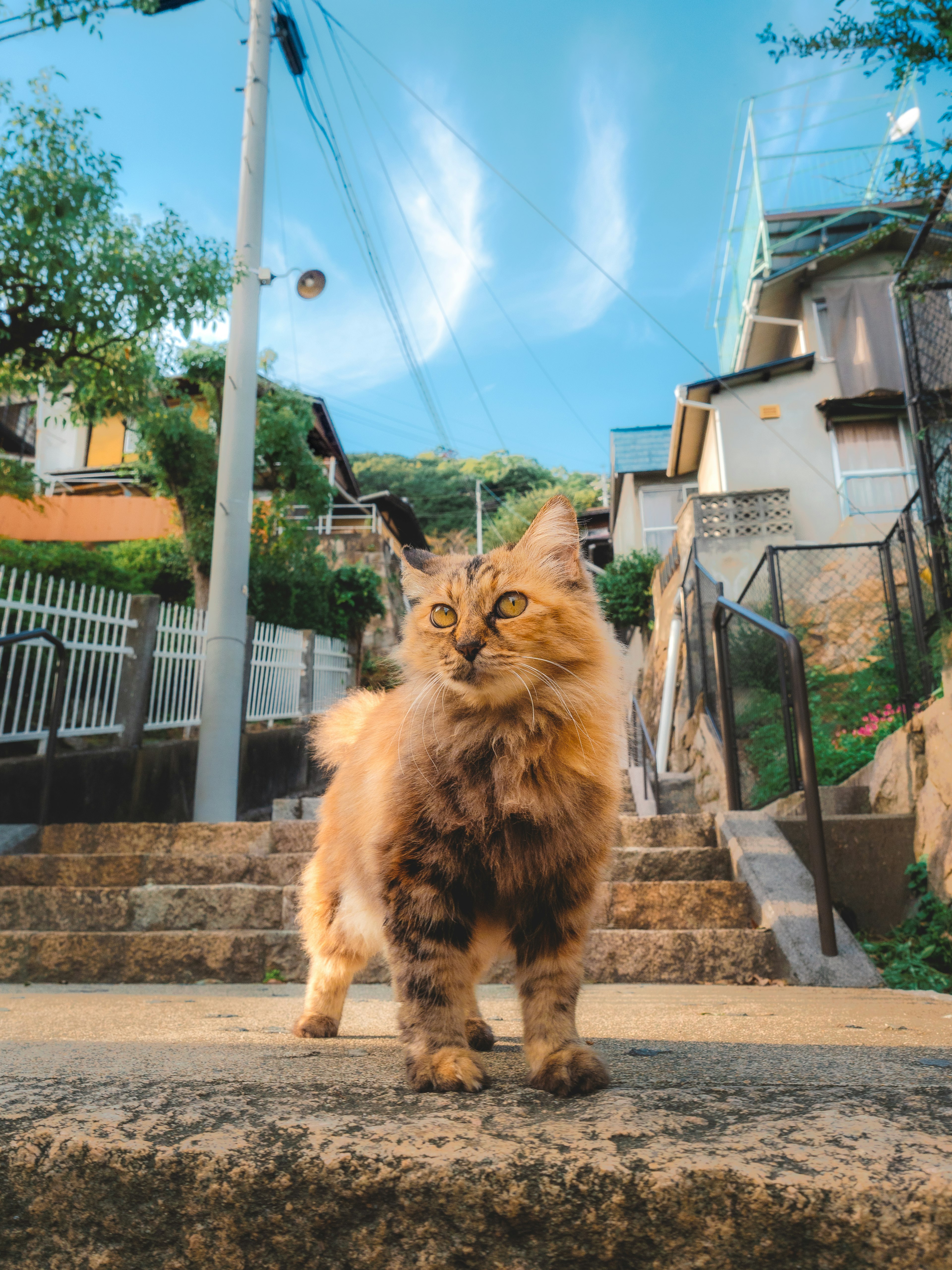 A brown cat standing on stairs with a blue sky