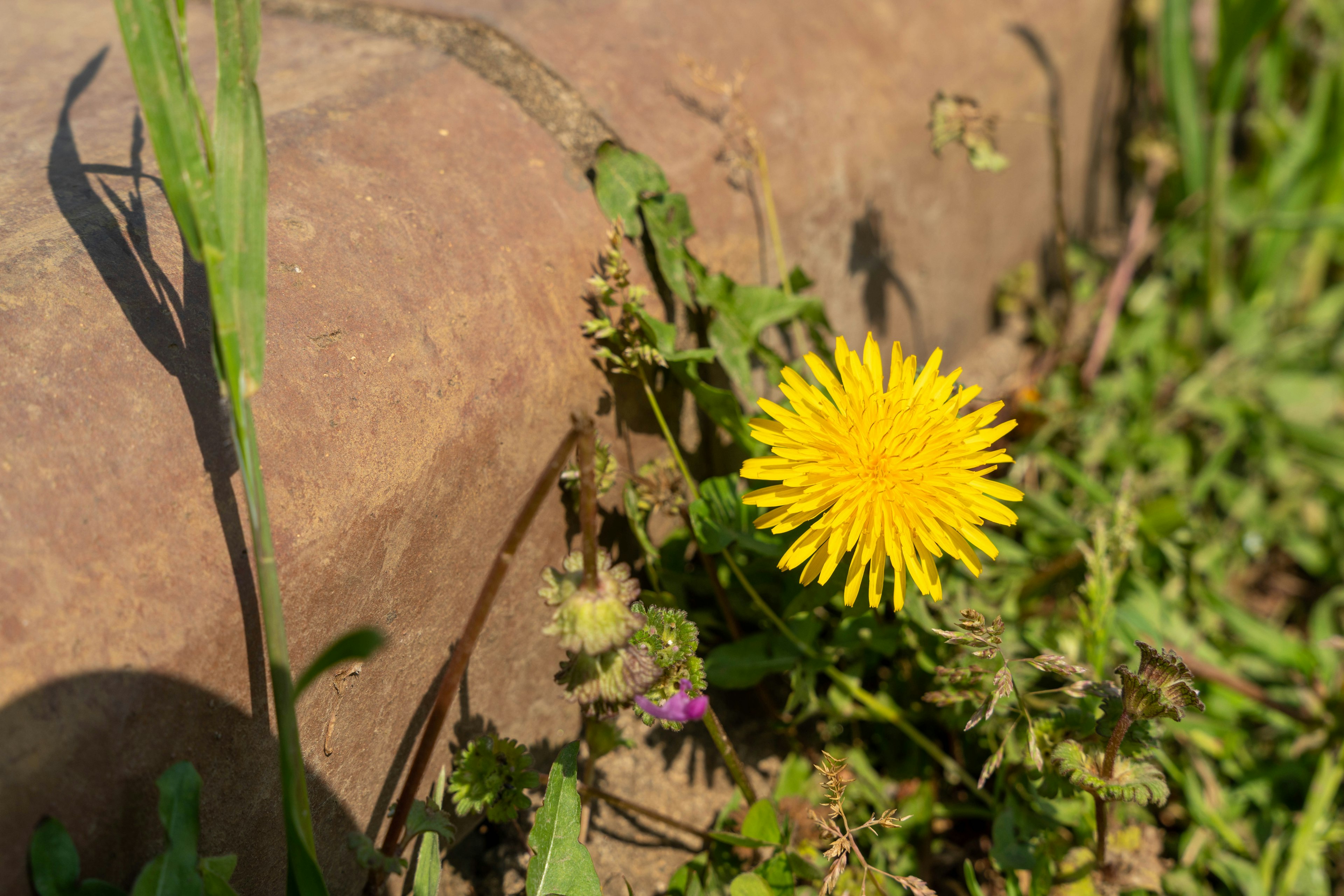 Un pissenlit jaune fleurissant près d'une pierre