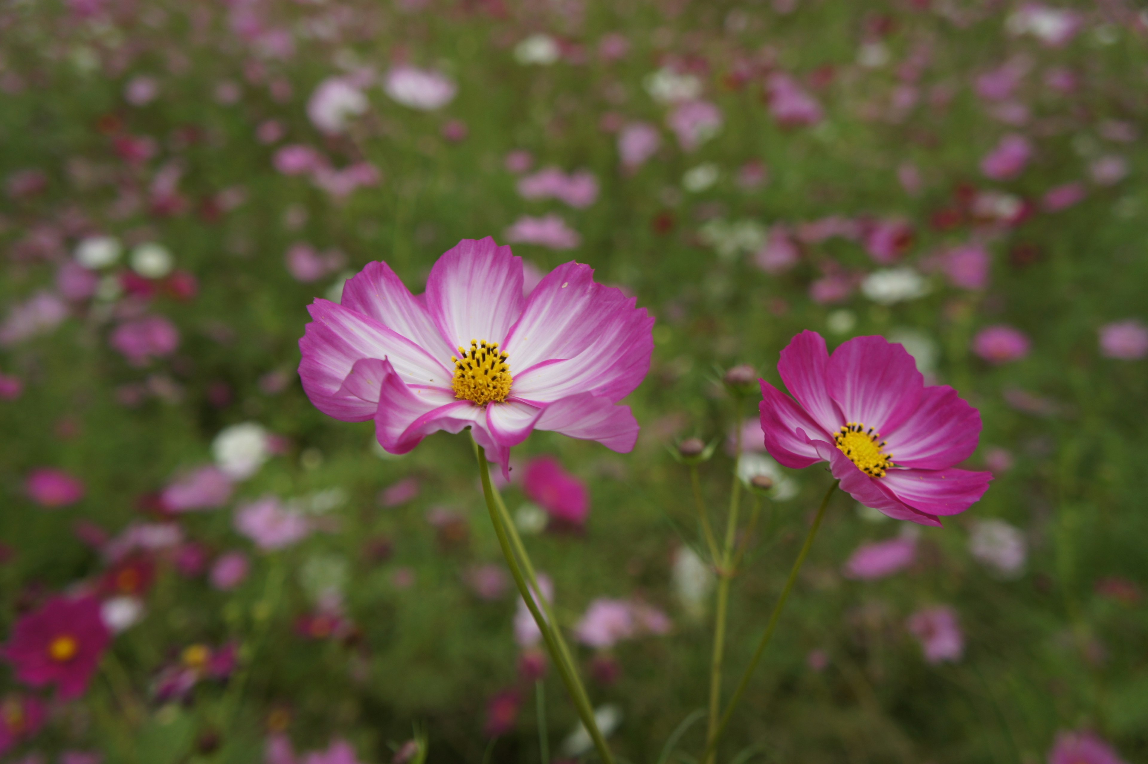 色鮮やかなピンクのコスモスの花が咲いている風景