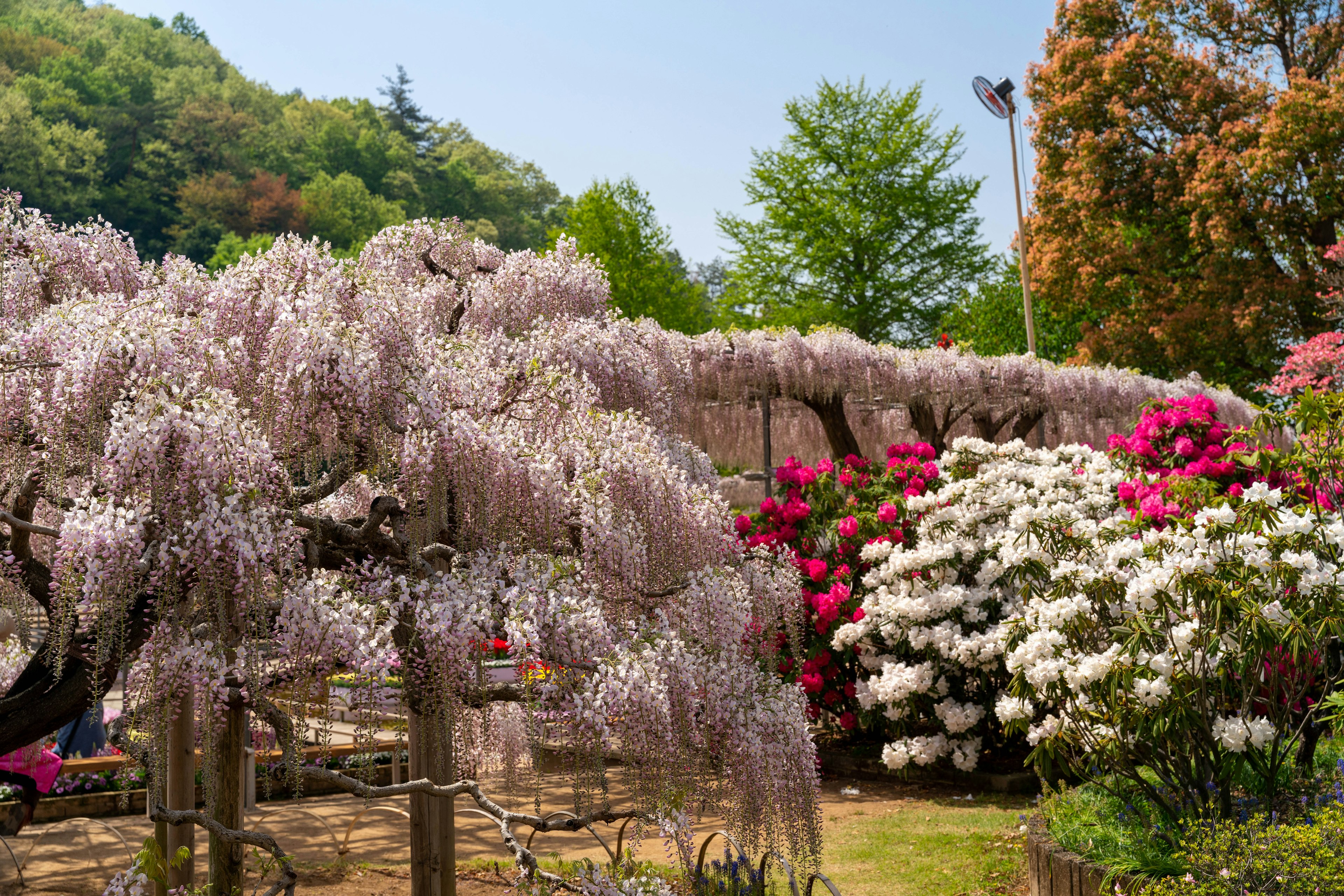 Bellissimi fiori di glicine e azalee colorate in un giardino