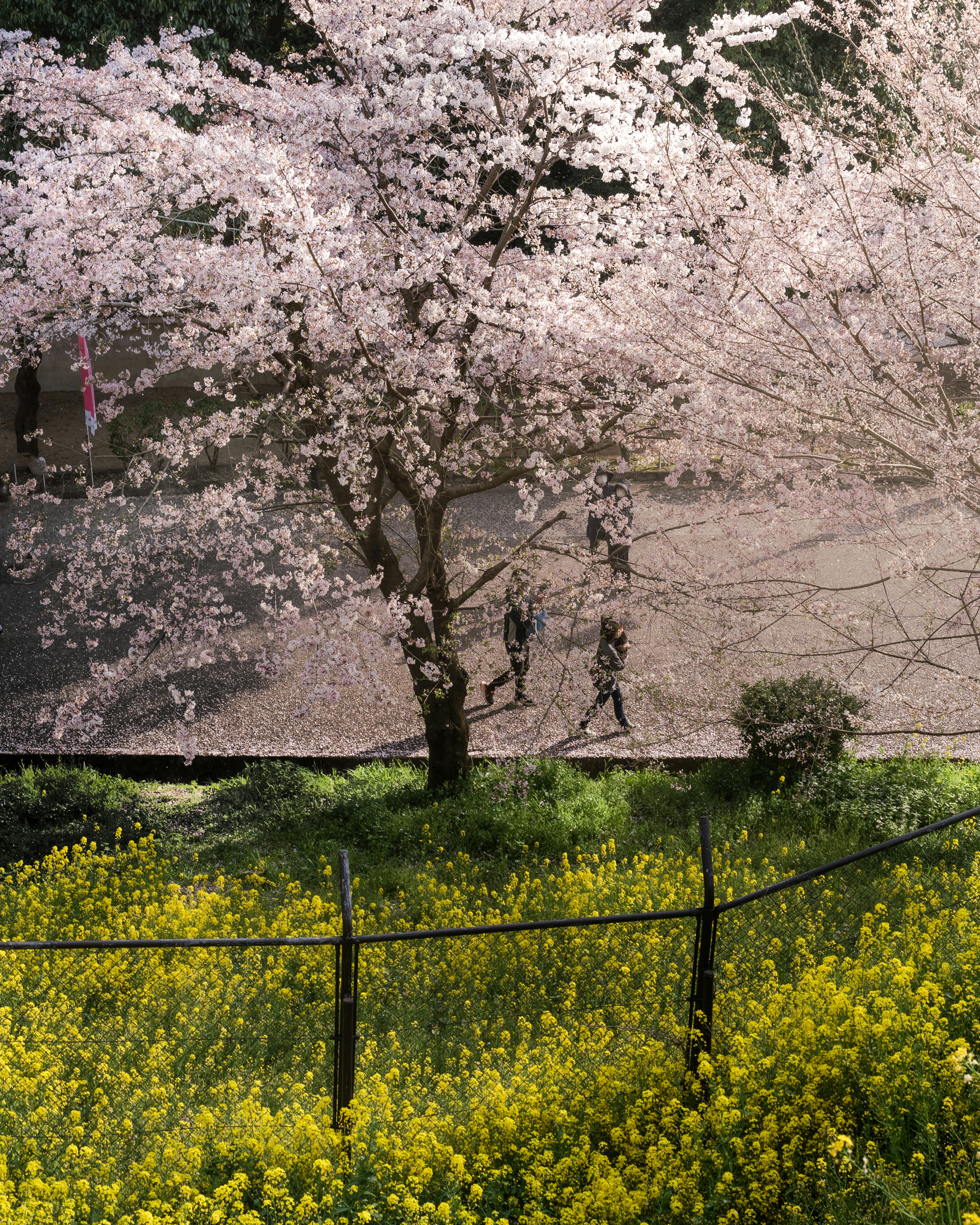 Árbol de cerezo con personas caminando debajo Flores amarillas en un área de césped