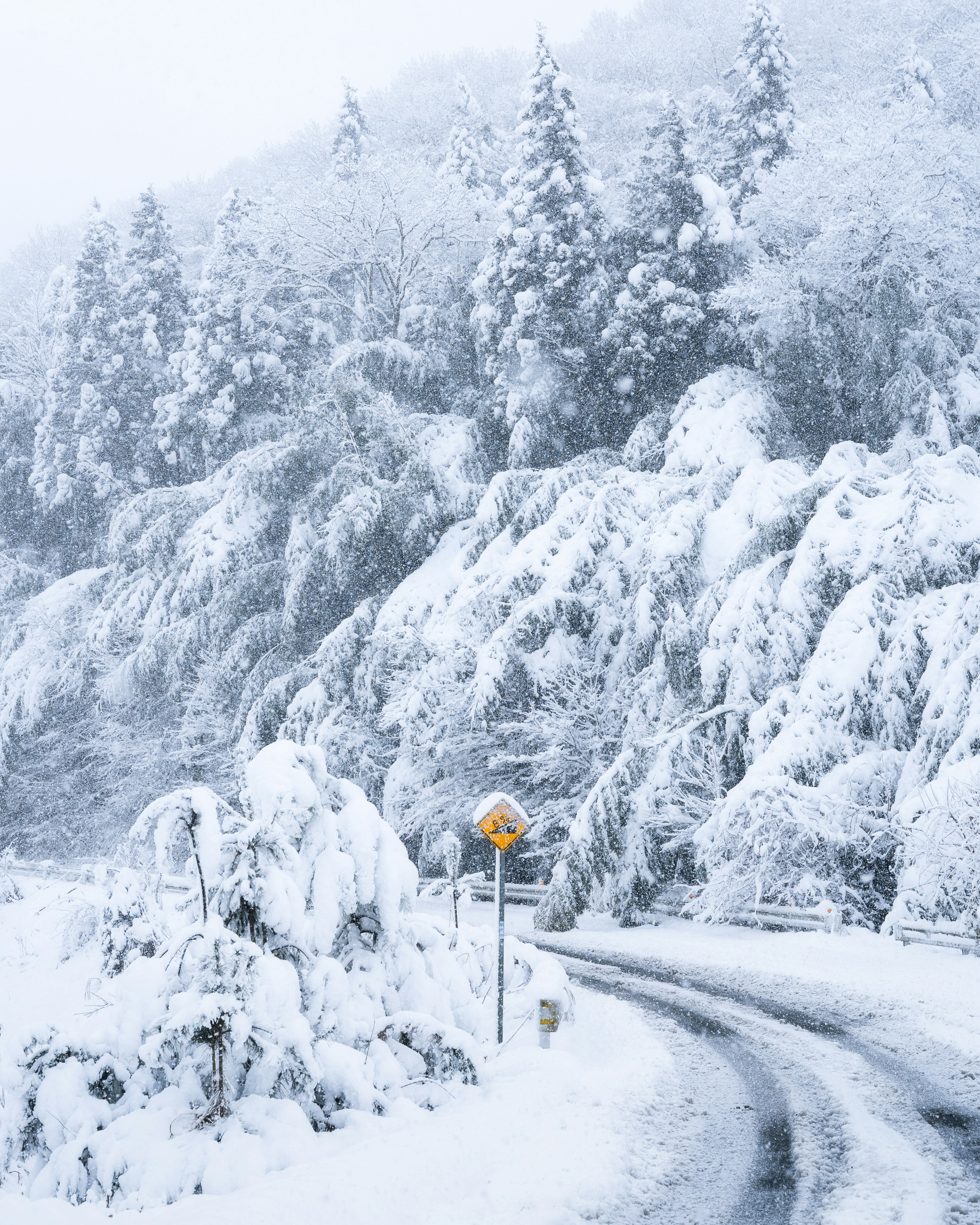 Snow-covered road with trees and a curve warning sign