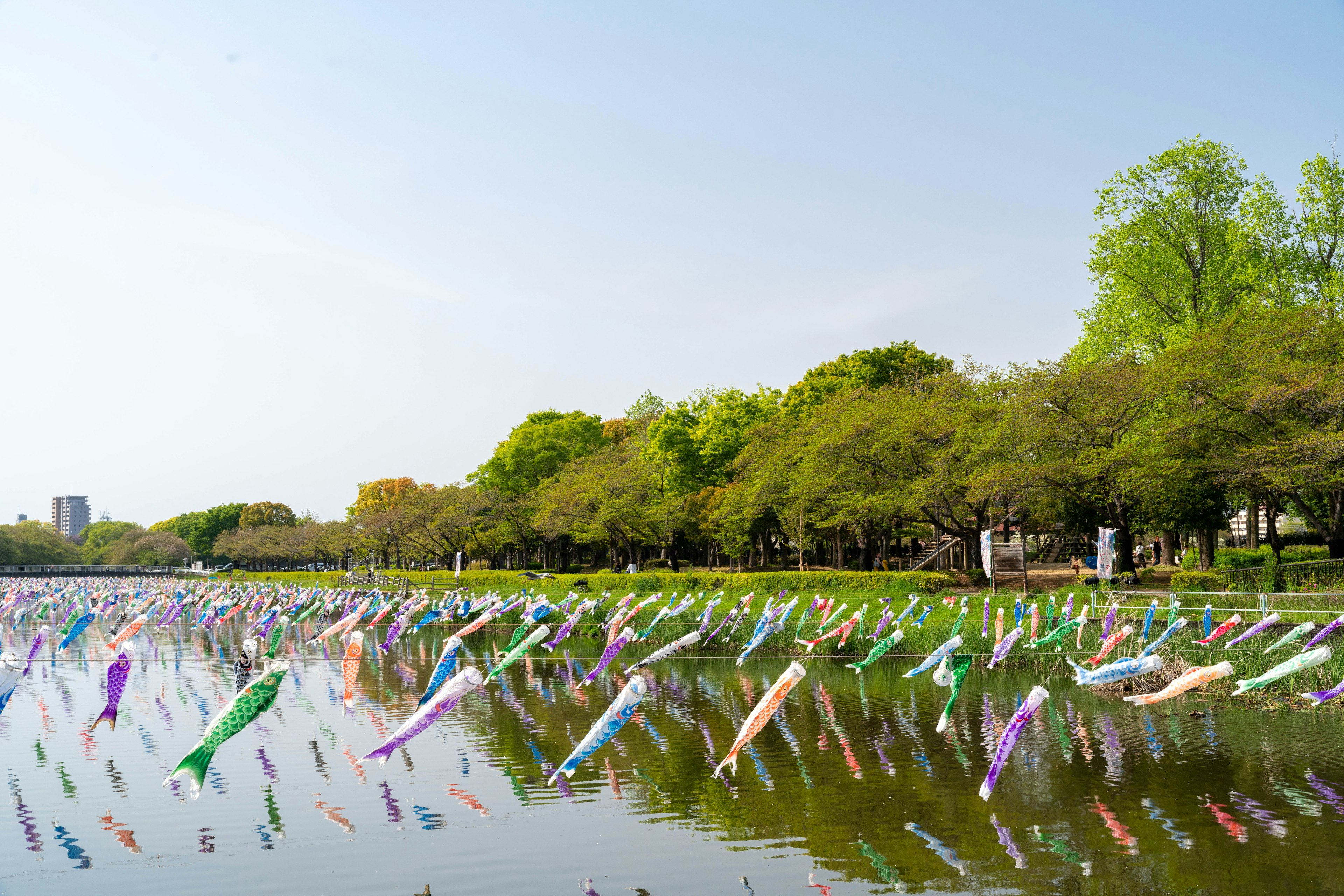 Carp streamers swimming in a pond with green trees in the background