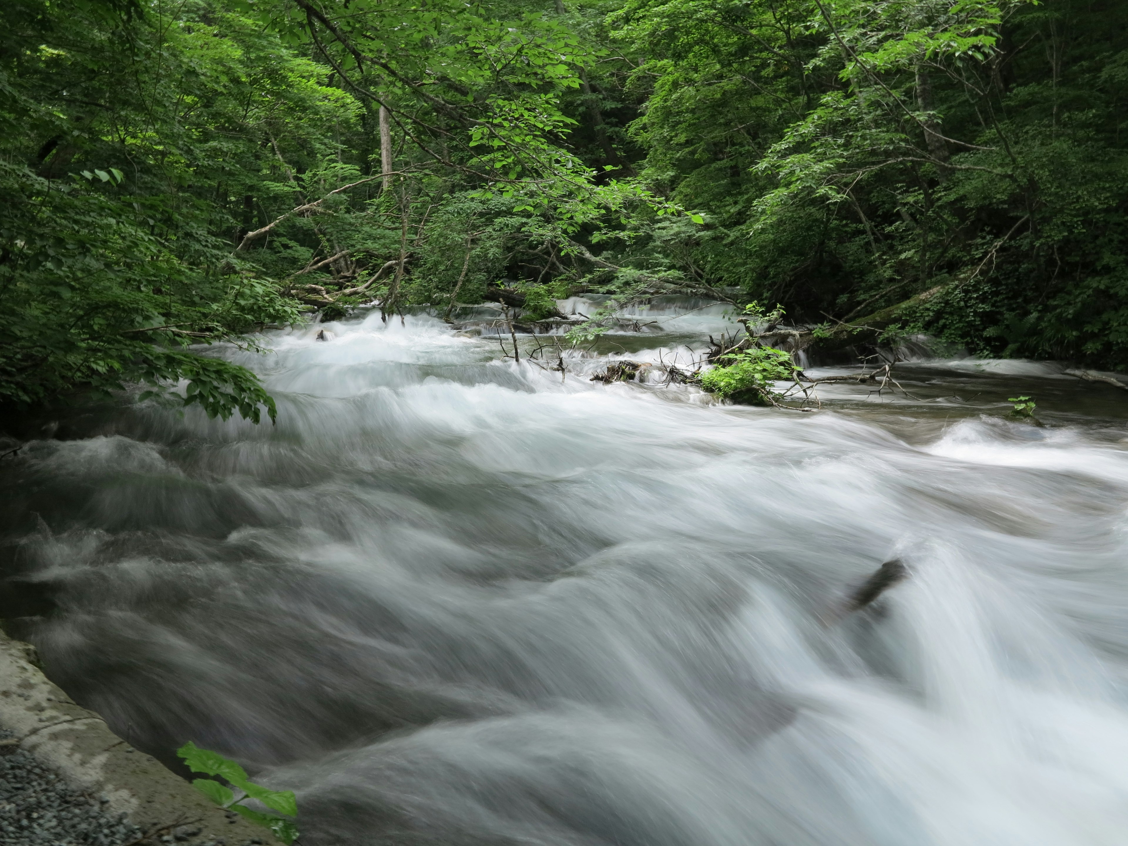 A scenic view of a flowing river amidst lush green forest