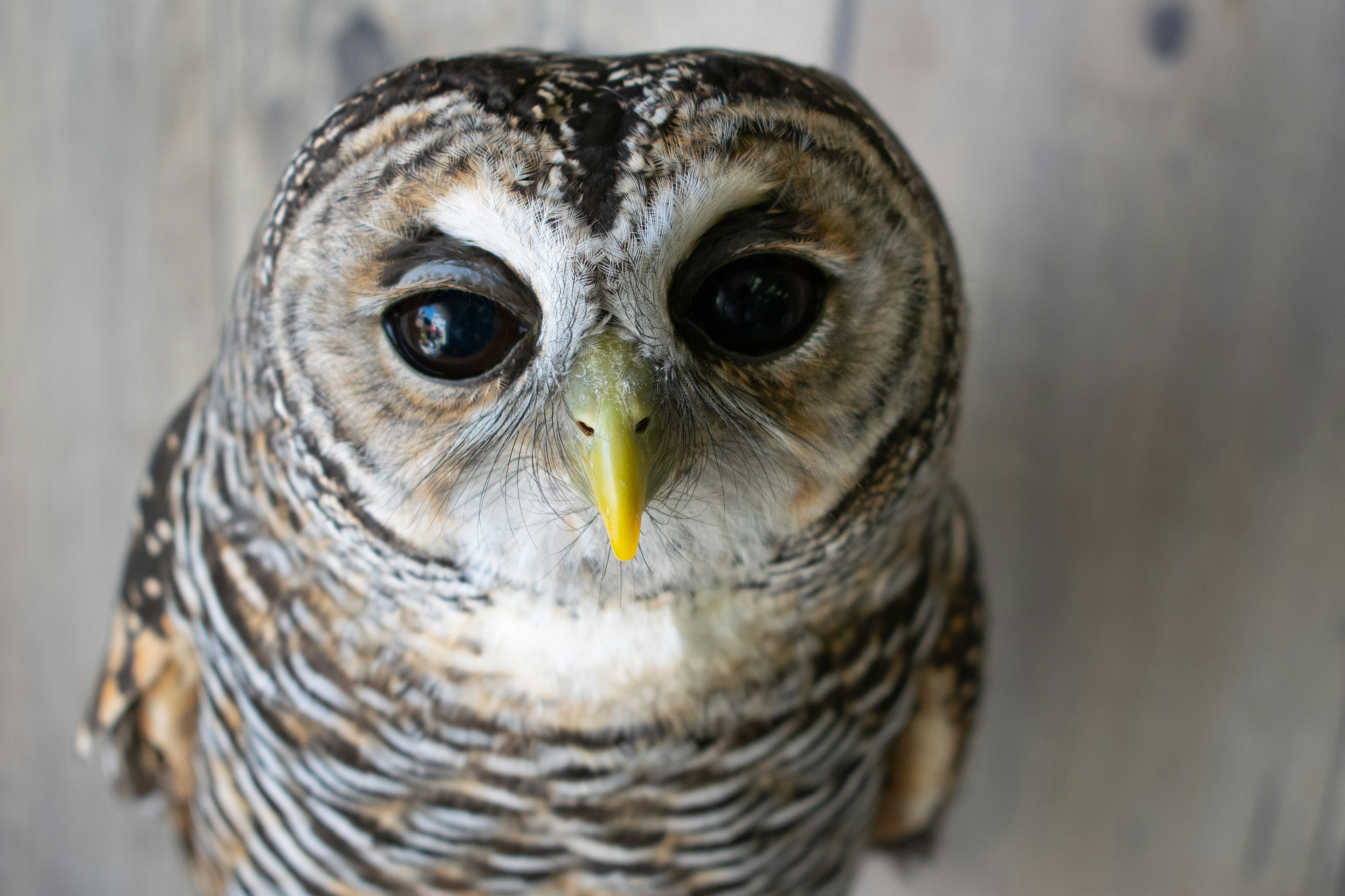 Nahaufnahme eines Uhus mit einem lebhaften gelben Schnabel und großen schwarzen Augen