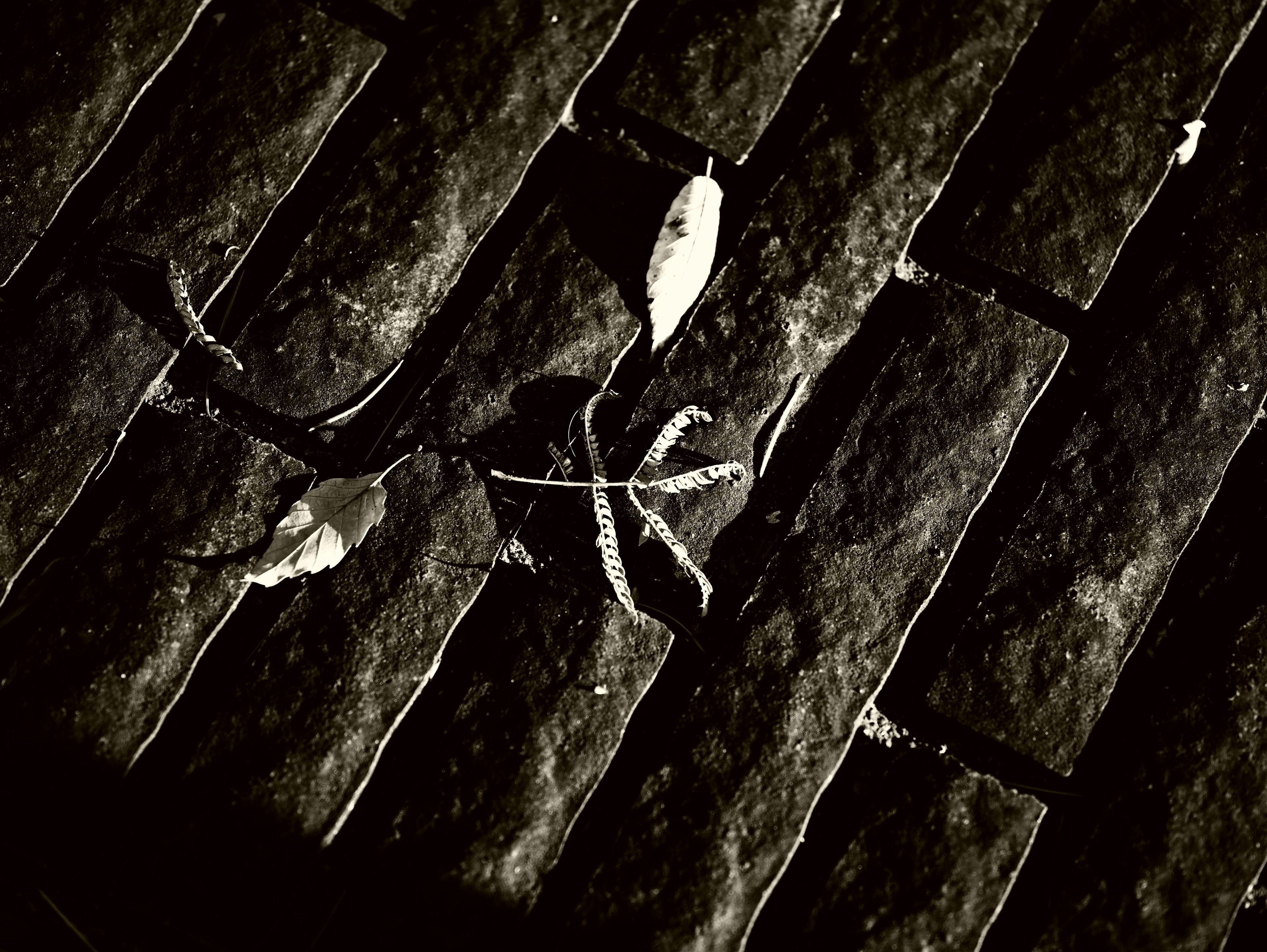 Scene of leaves and twigs fallen on dark bricks