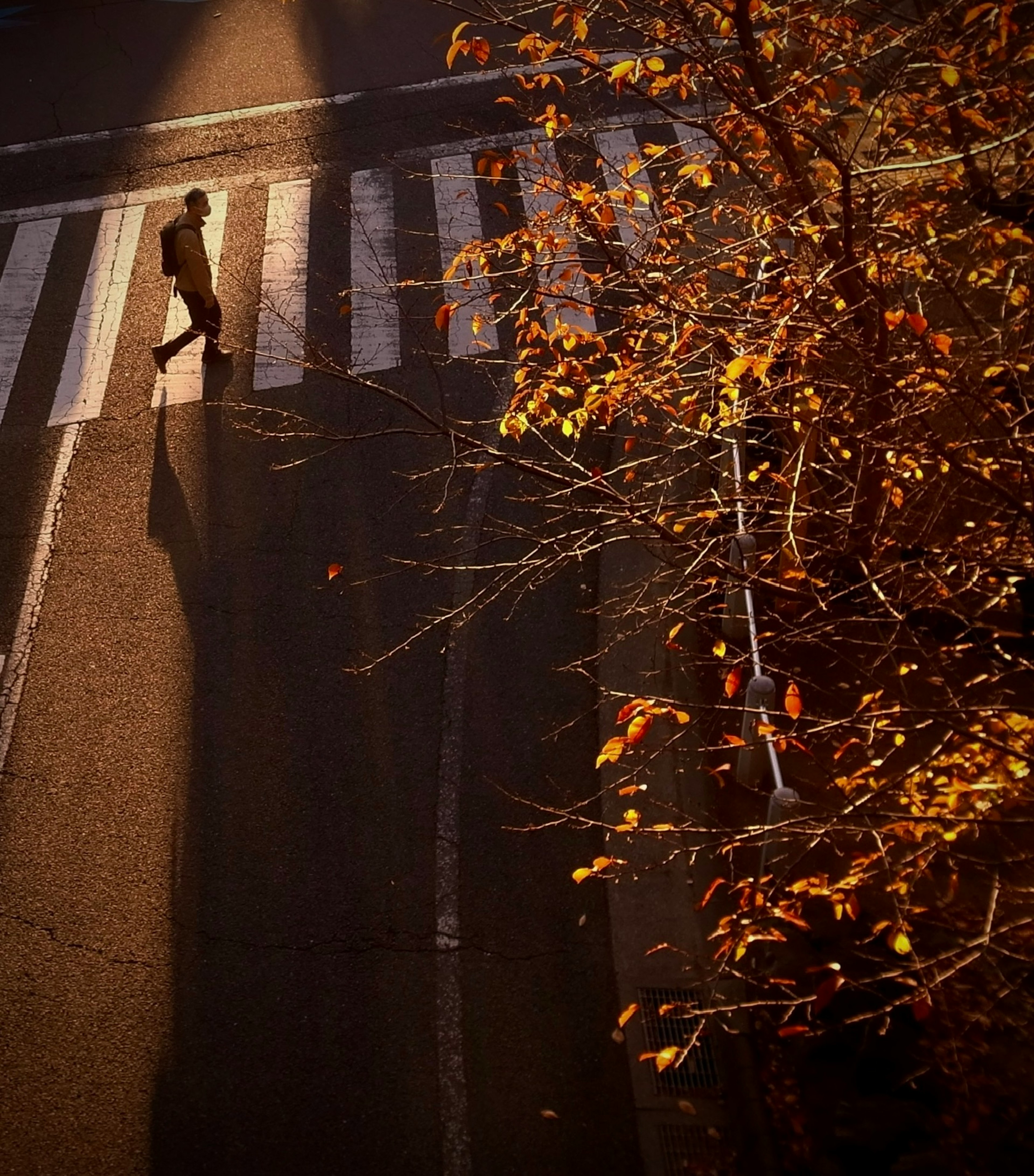 秋の葉が落ちる街角で横断歩道を渡る人物の影