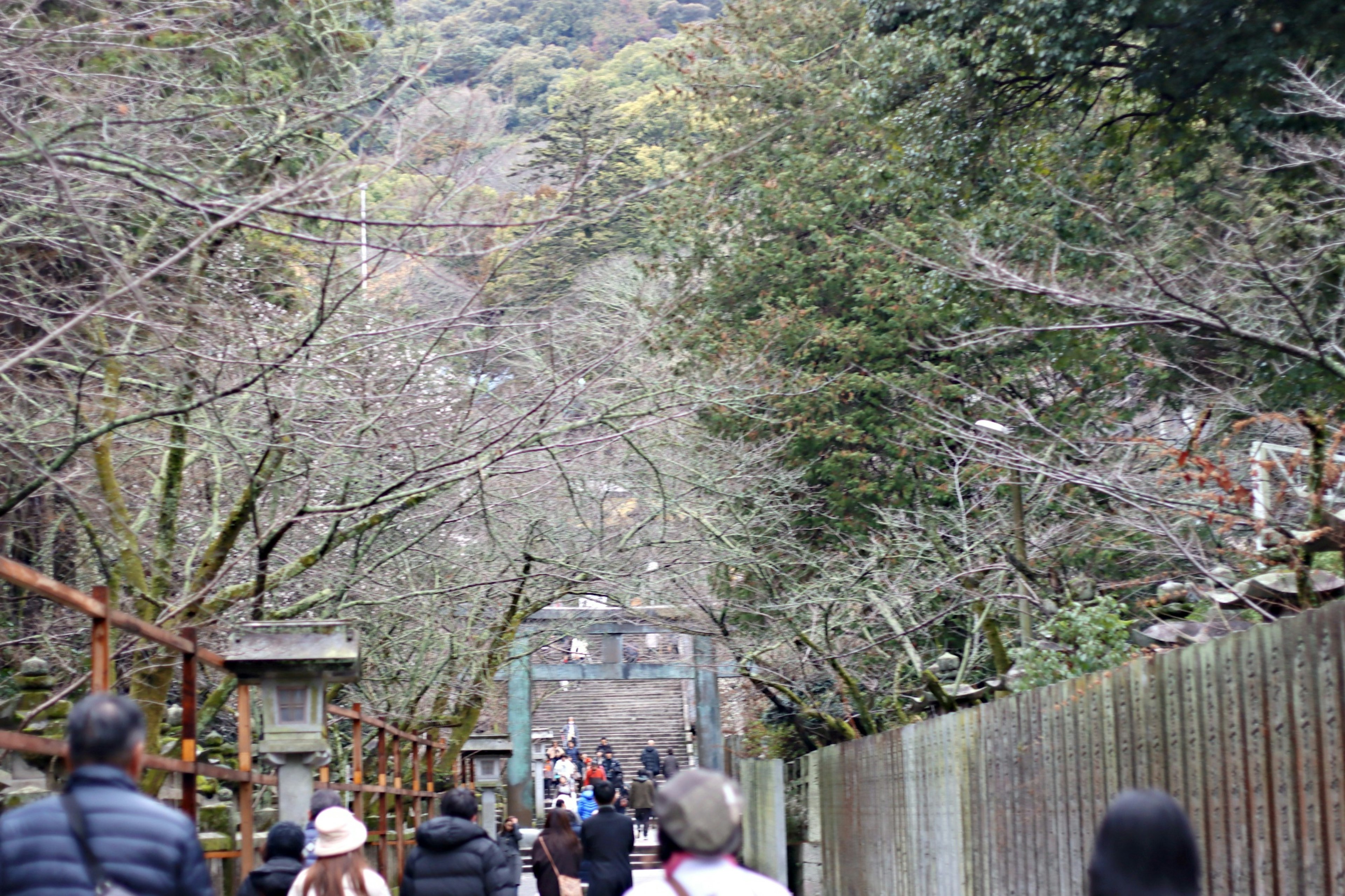 Pathway lined with trees and visitors walking through a serene landscape