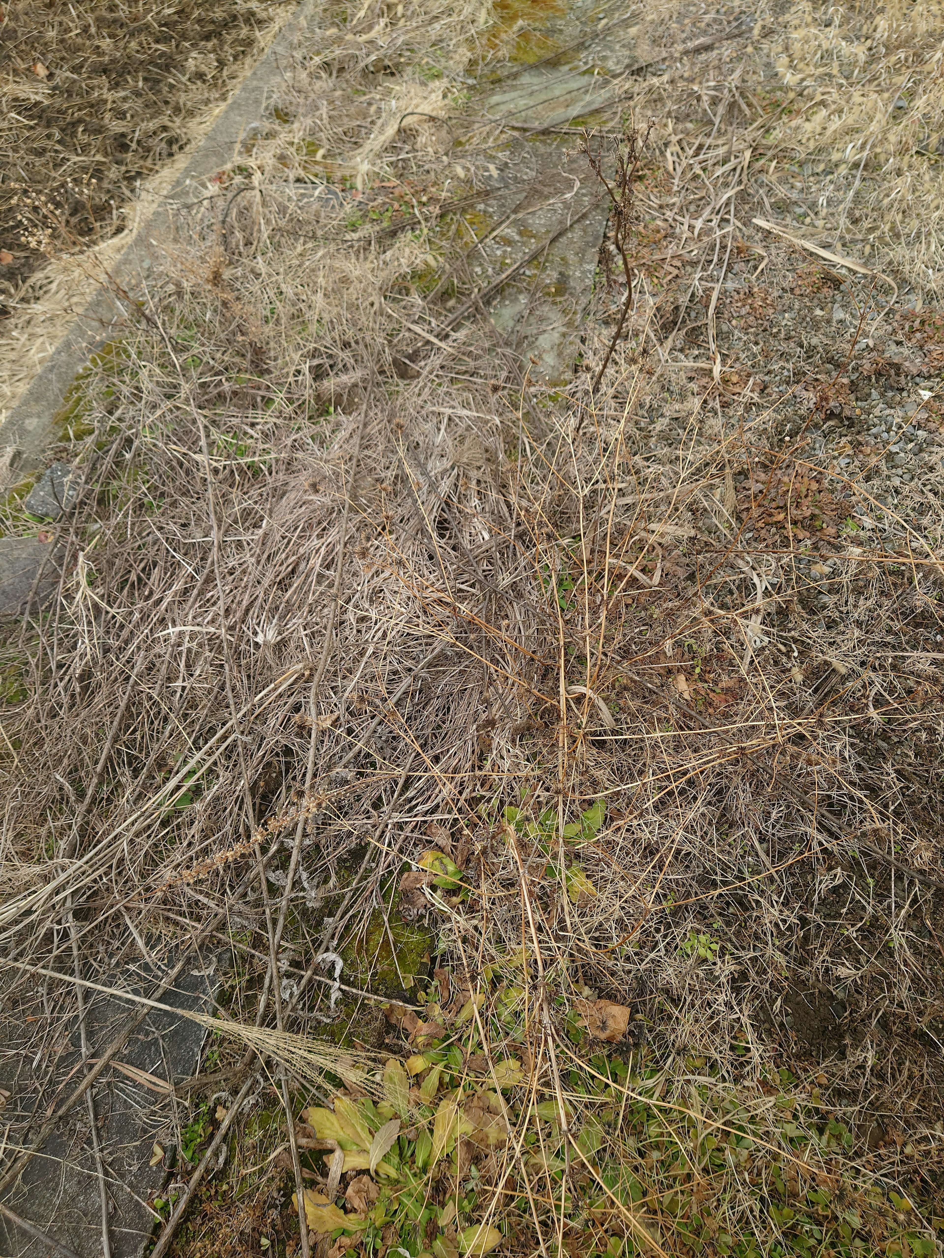 Sebuah area tanah yang ditutupi rumput kering dan ranting