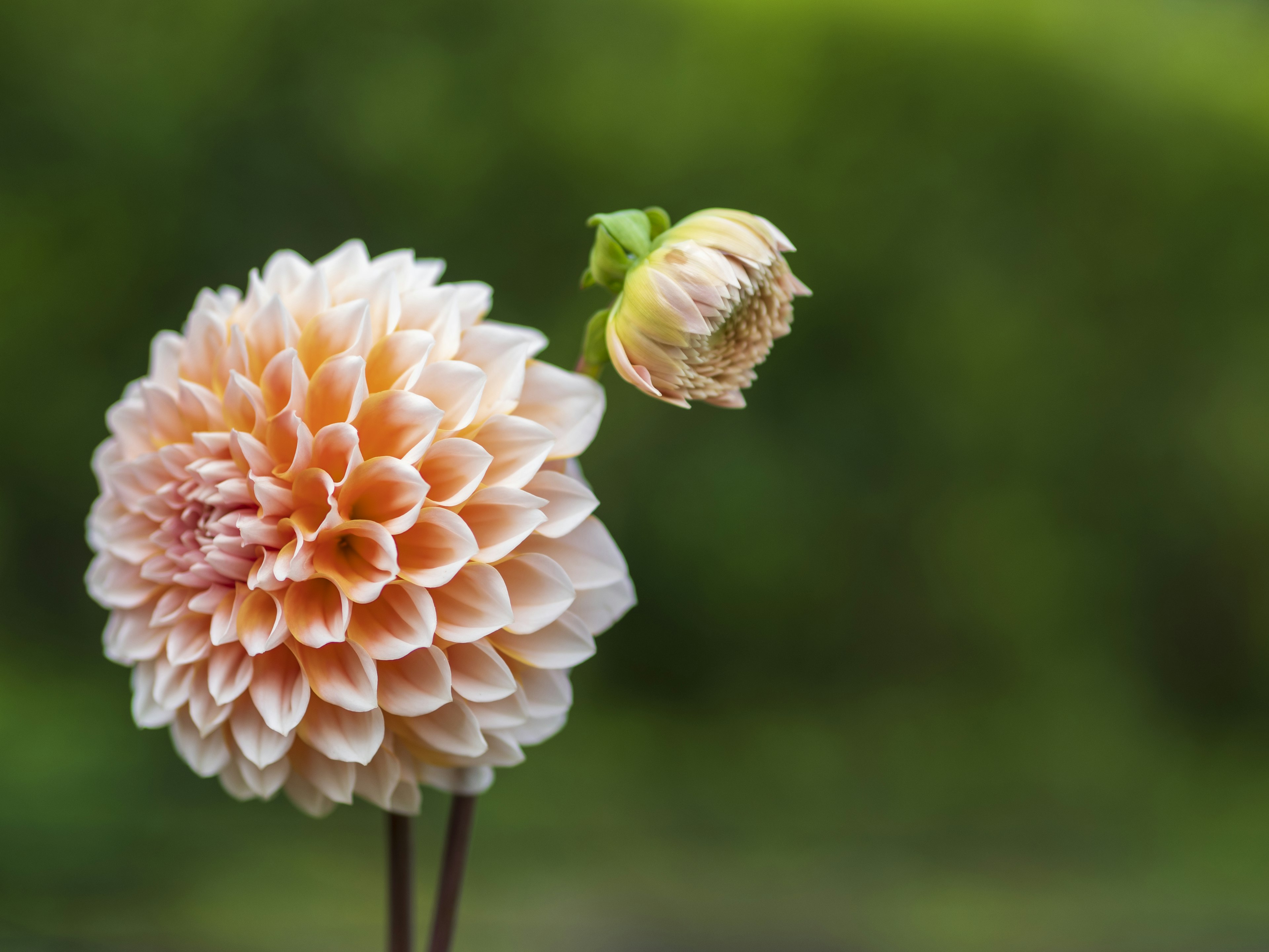 Scène magnifique avec une fleur de dahlias orange pâle et un bouton