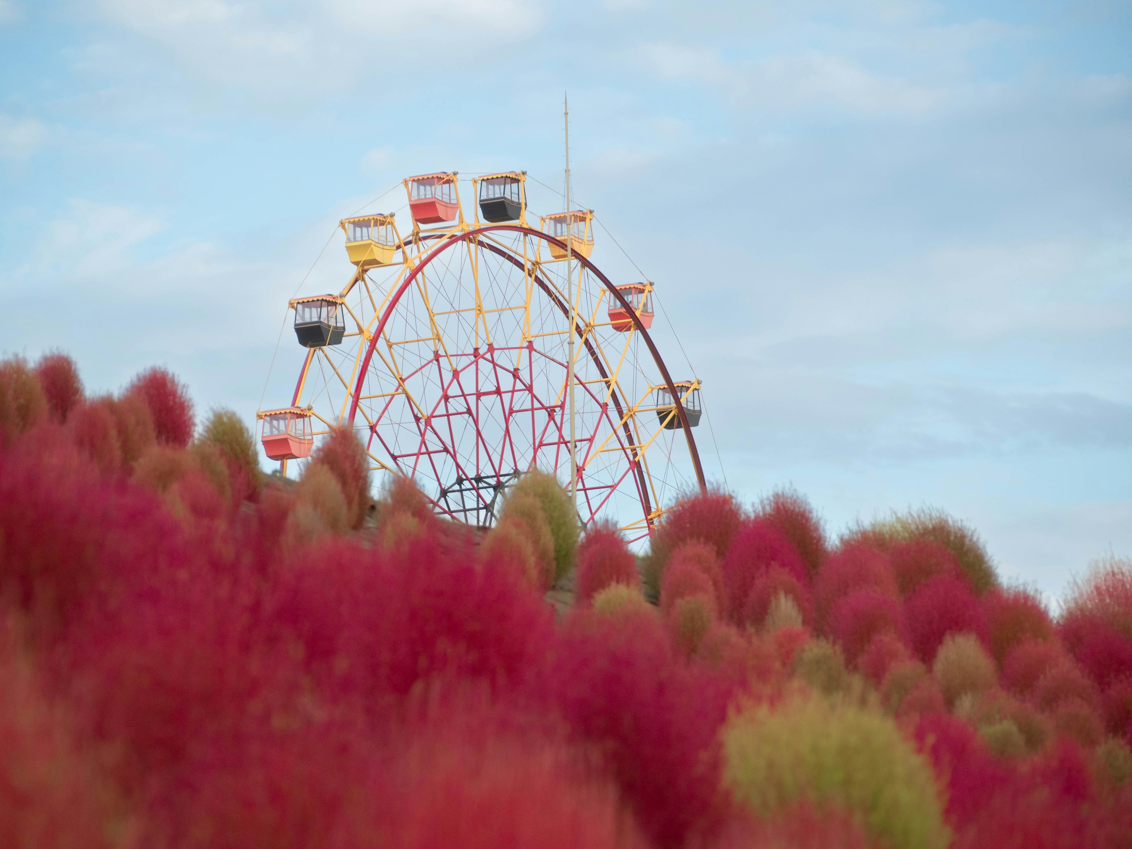 観覧車と色とりどりの草花が見える風景