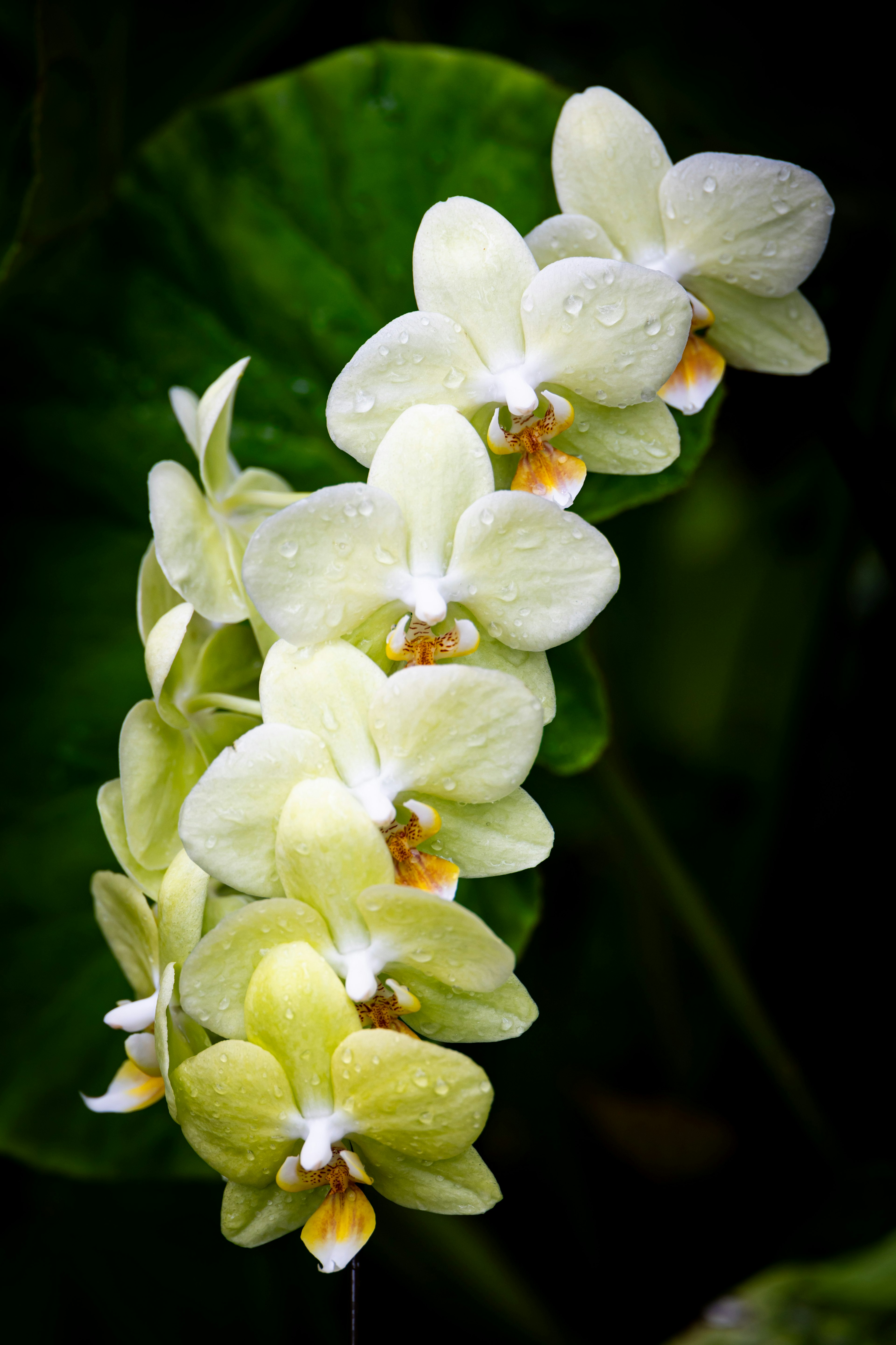 A cluster of white orchids with yellow accents against a dark green leaf background