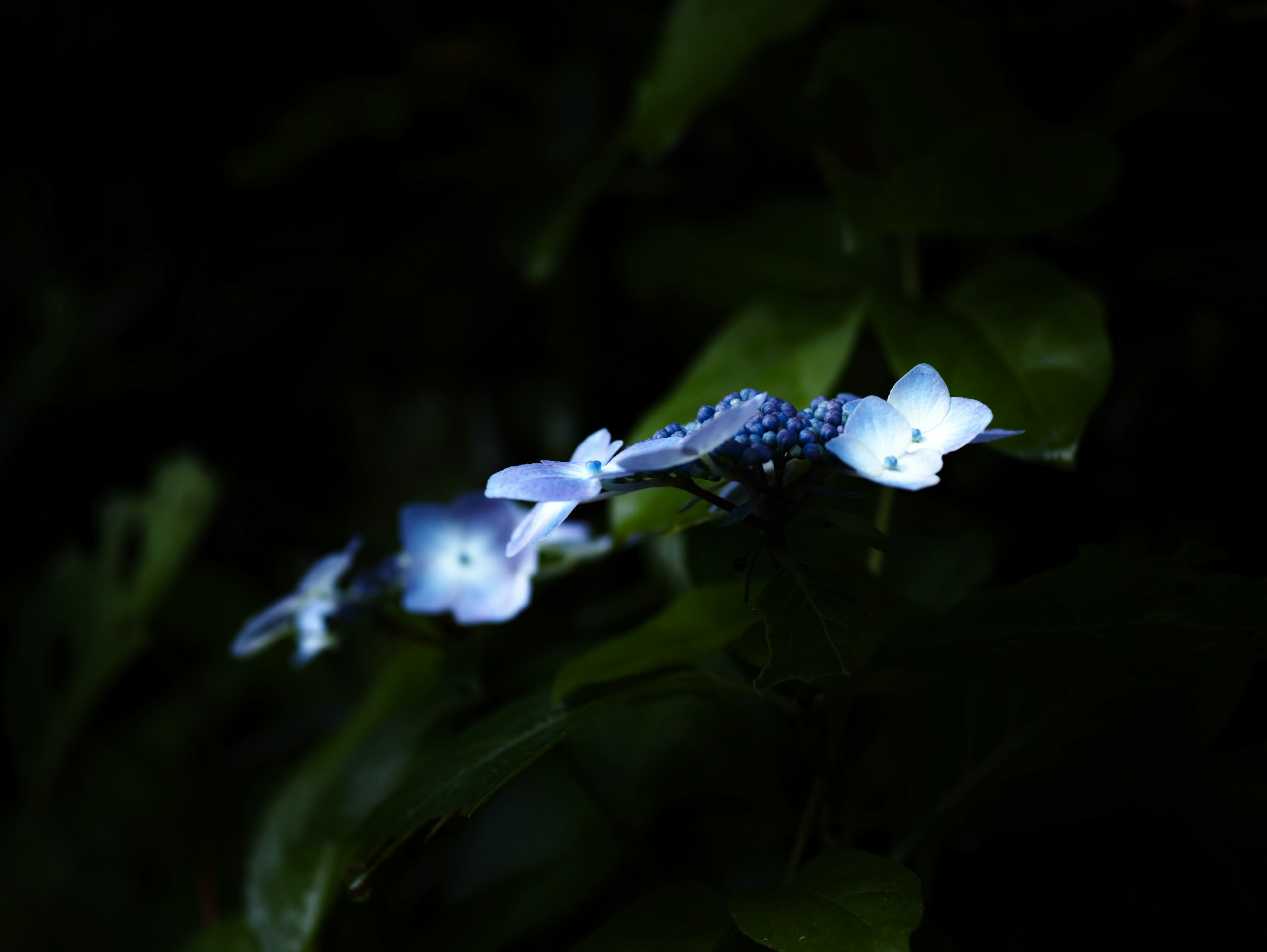 在黑暗背景下照亮的藍色花朵群