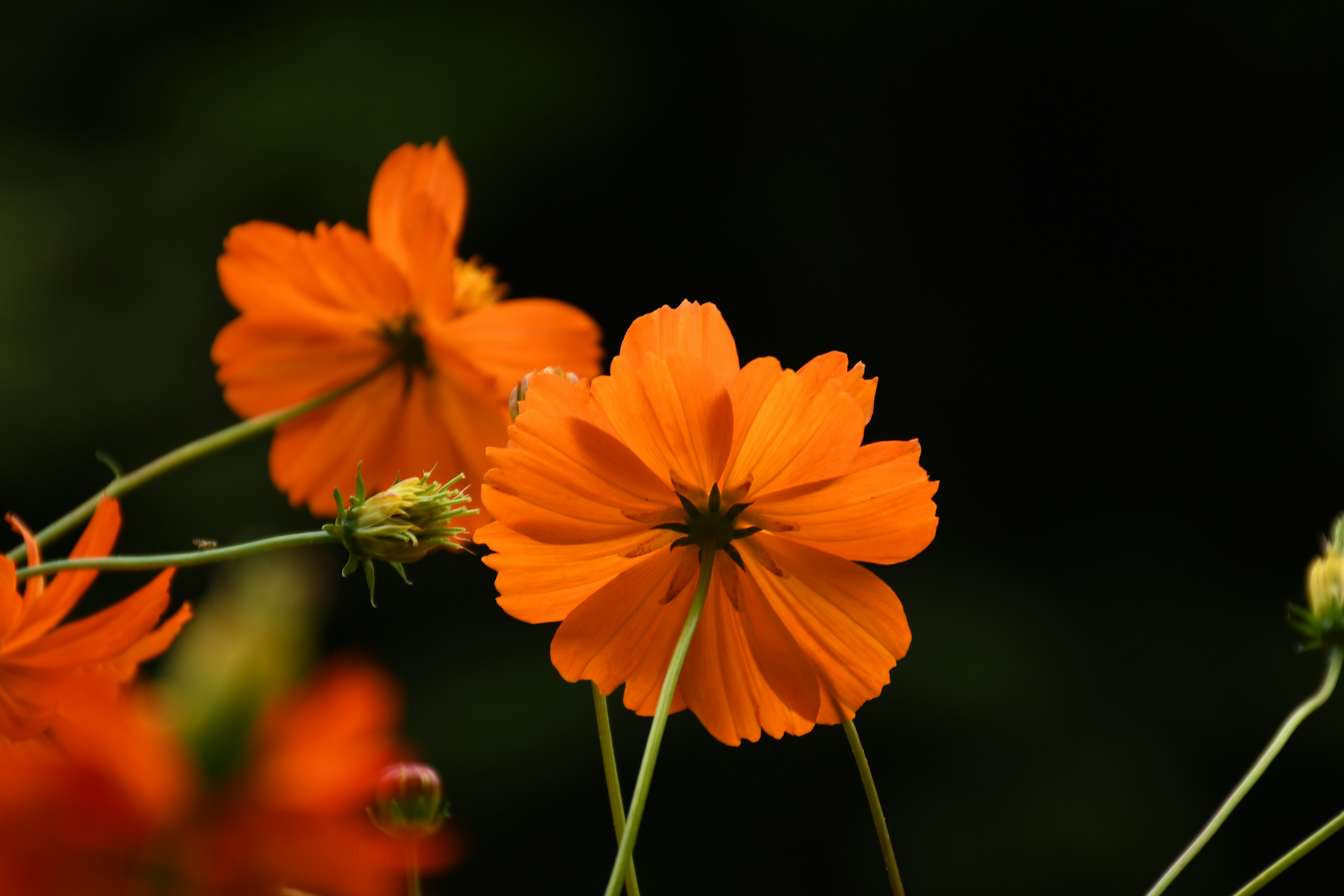 オレンジ色の花が暗い背景で美しく咲いている