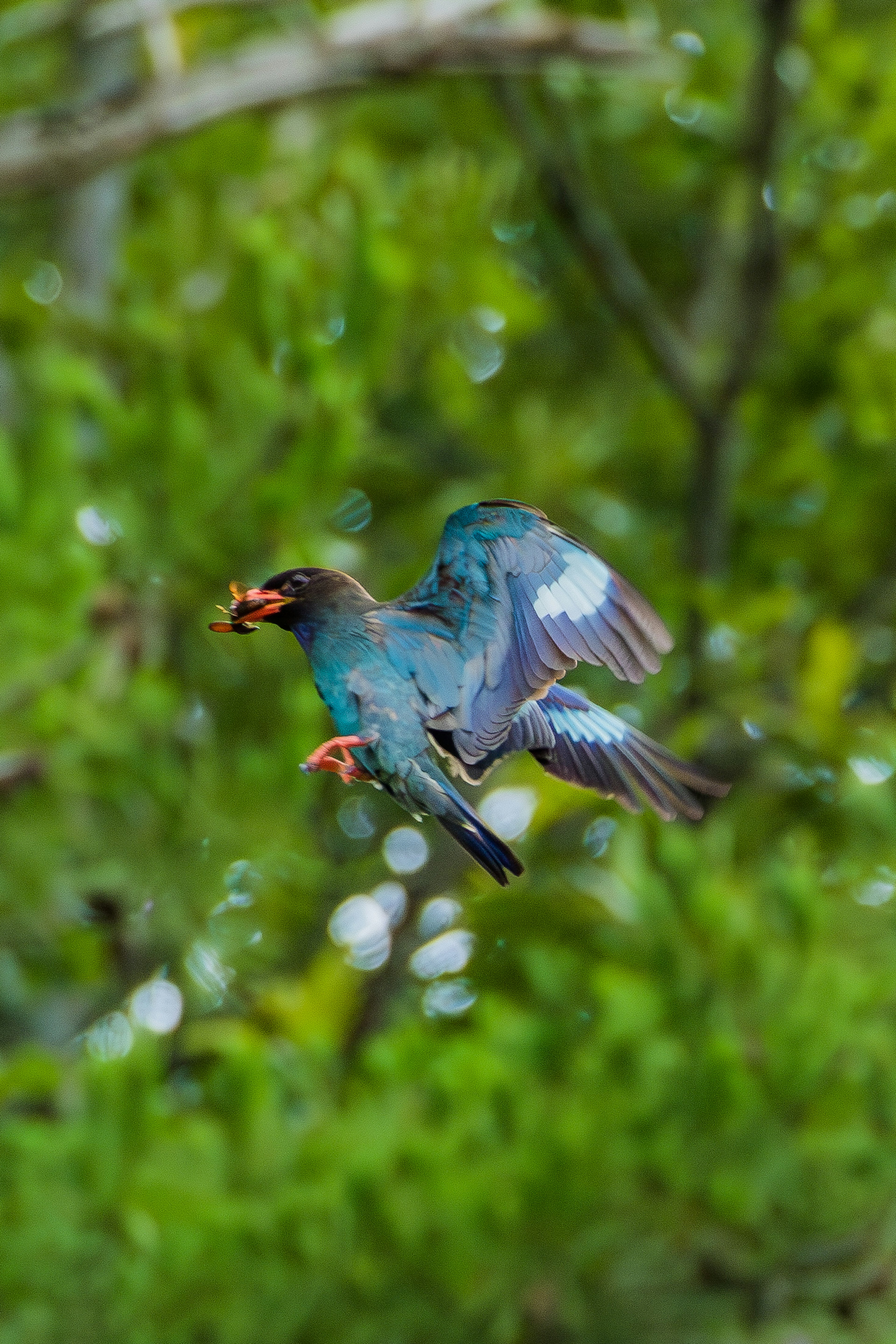 A blue-feathered bird in flight against a green background