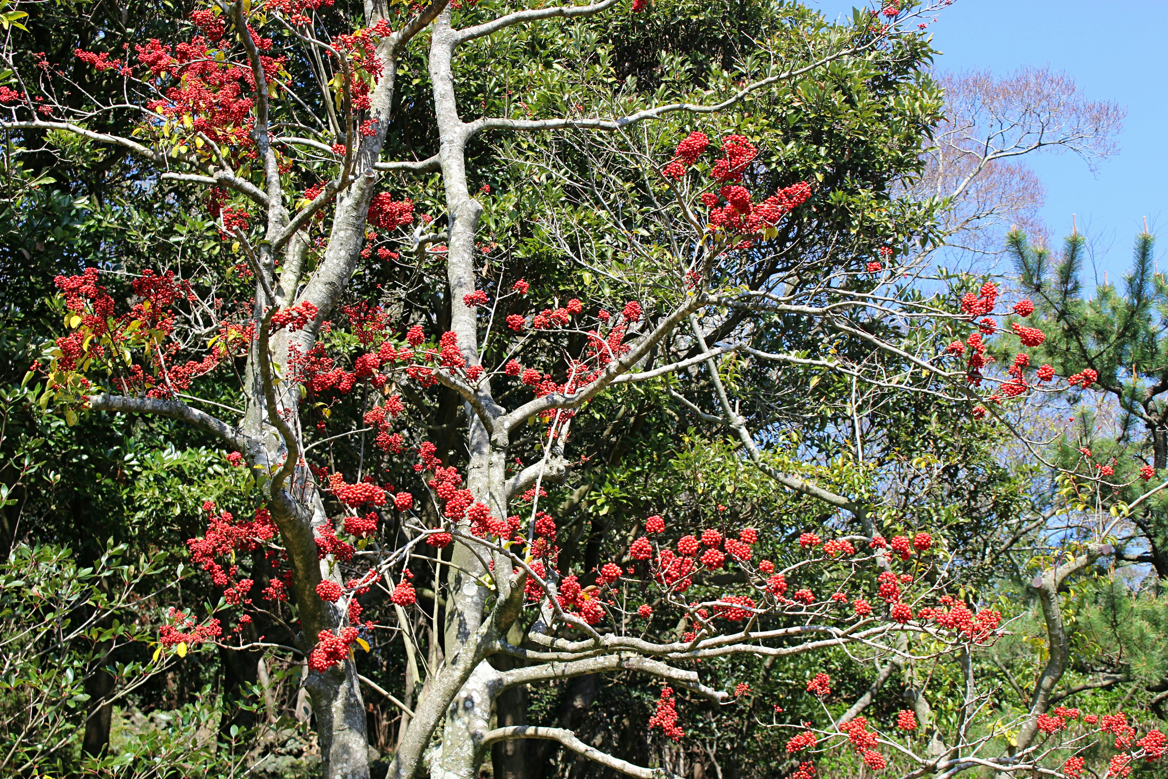 Pohon dengan bunga merah dan daun hijau di bawah langit biru