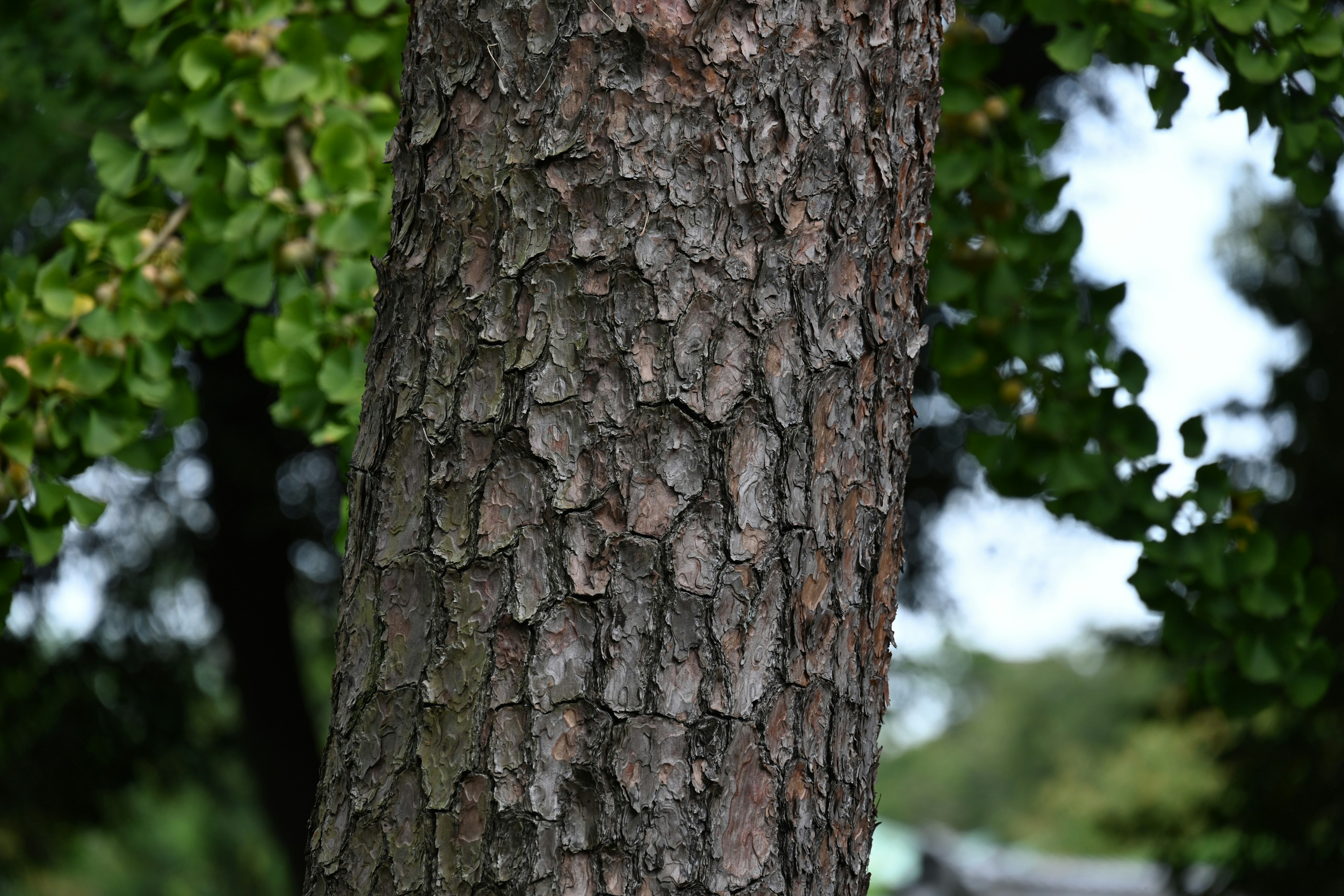 Textura detallada de un tronco de árbol con hojas verdes al fondo