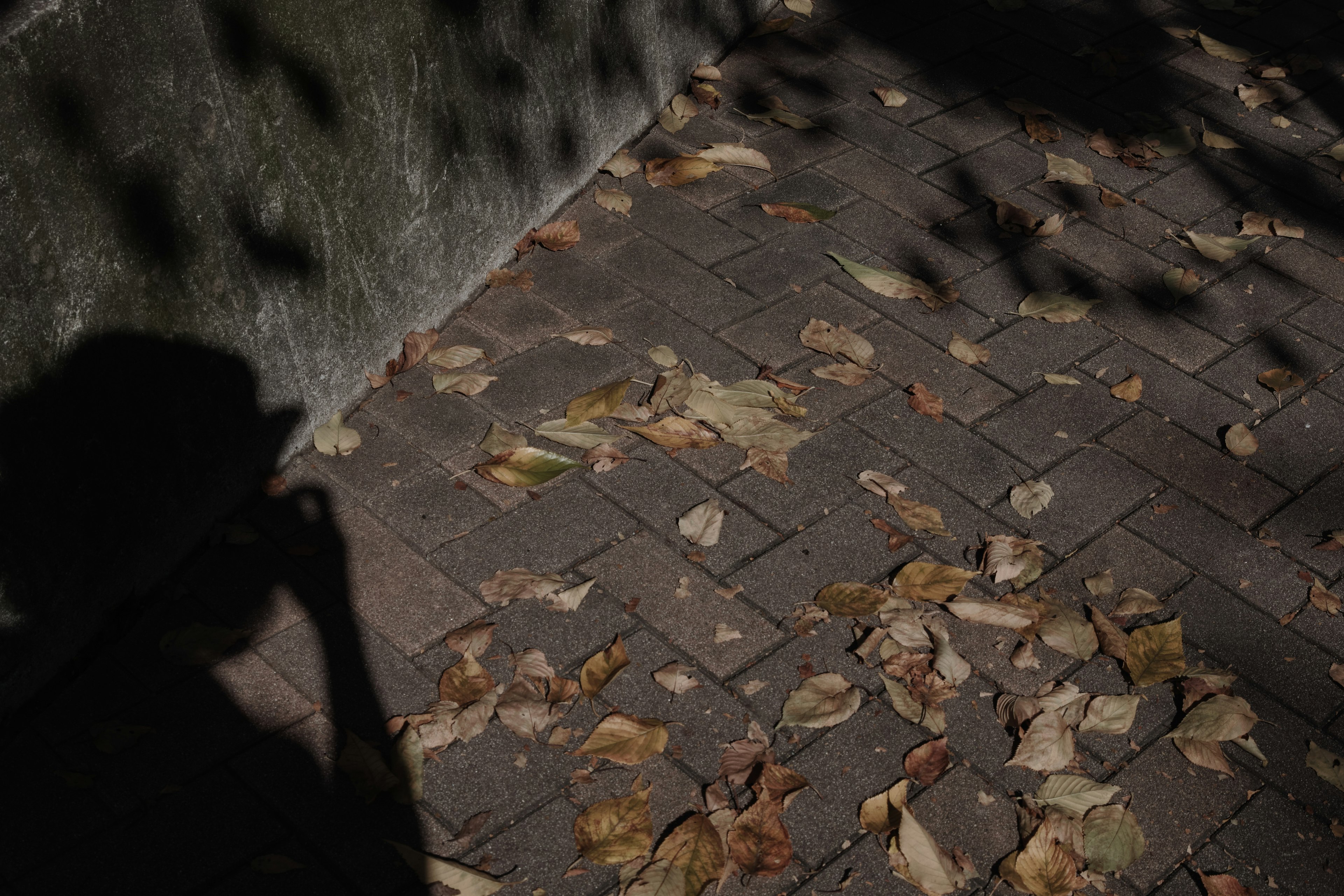 Ombre et feuilles éparpillées sur un chemin pavé