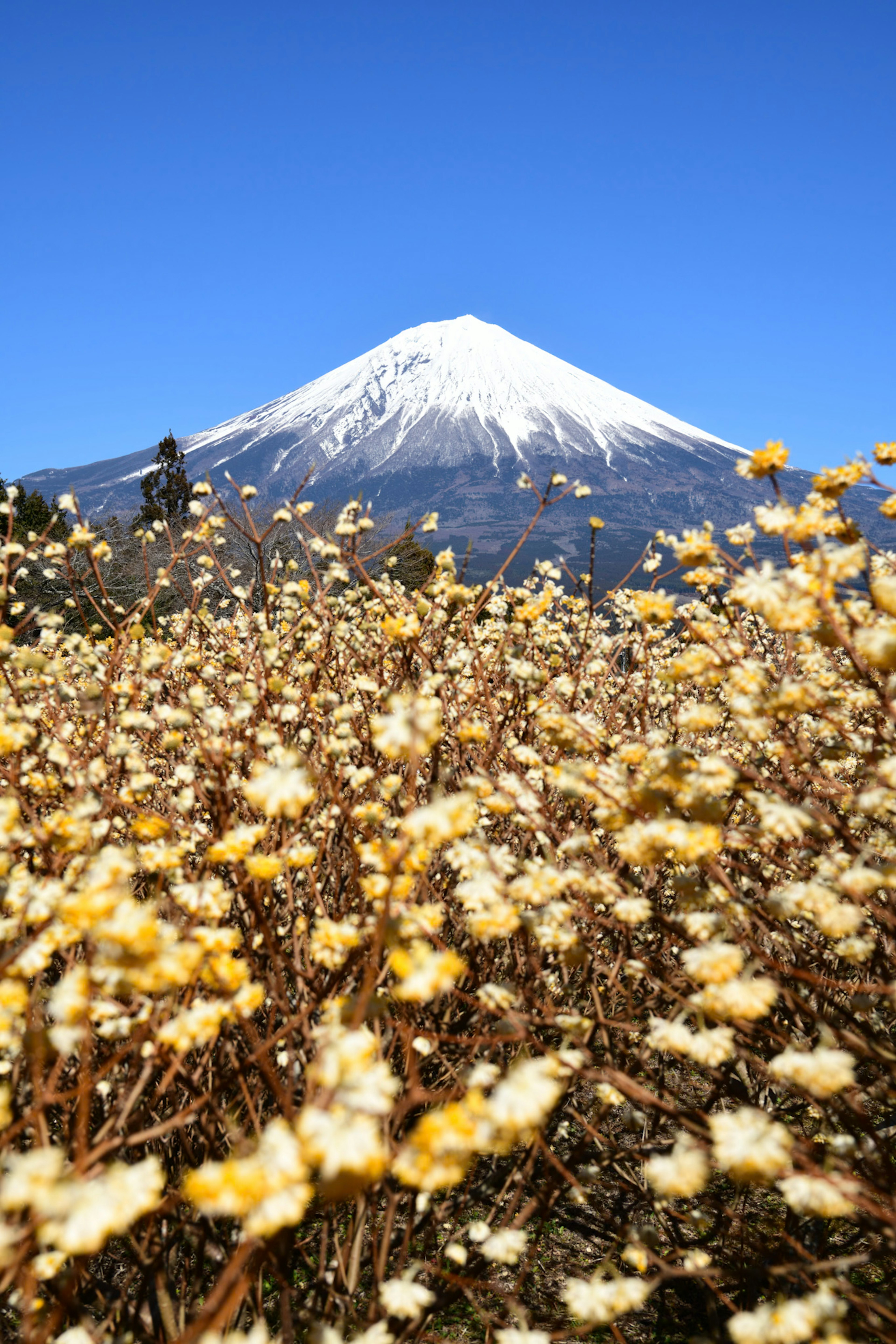 Field of yellow flowers with Mount Fuji in the background