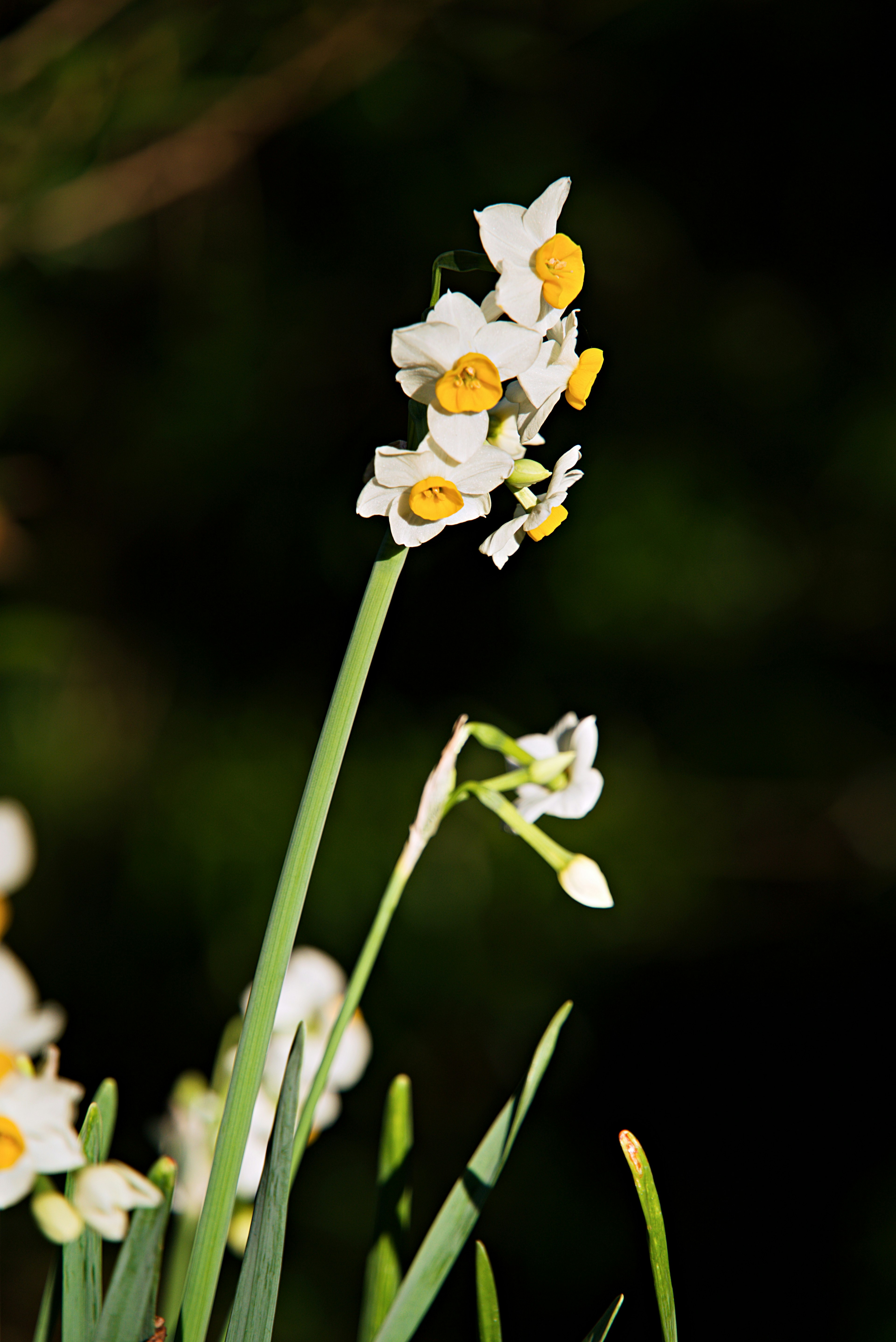 Fleurs de narcisse avec des pétales blancs et des centres jaunes sur fond sombre