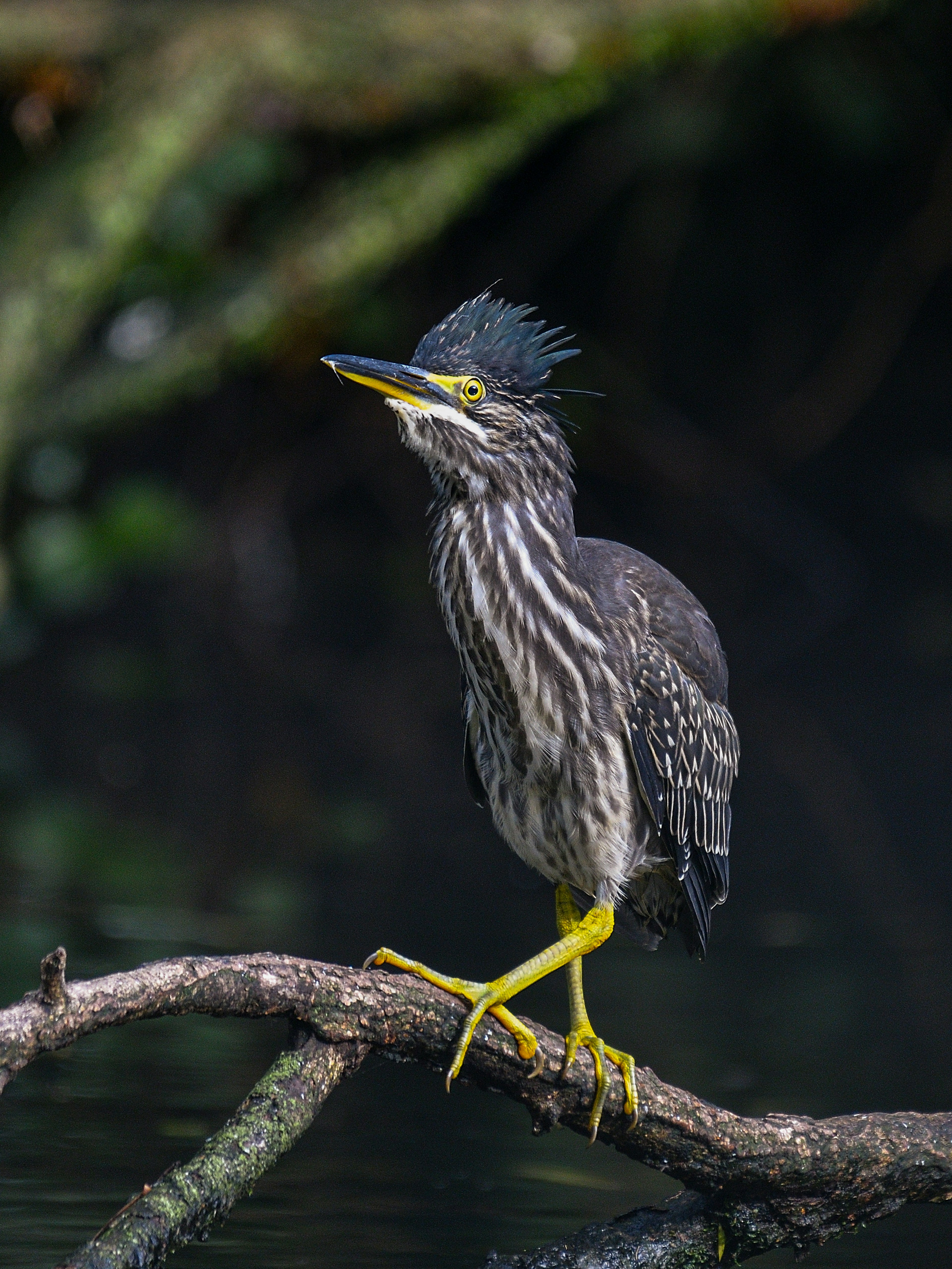 Bebek heron berdiri di dekat air dengan bulu bergaris abu-abu dan putih kaki kuning cerah