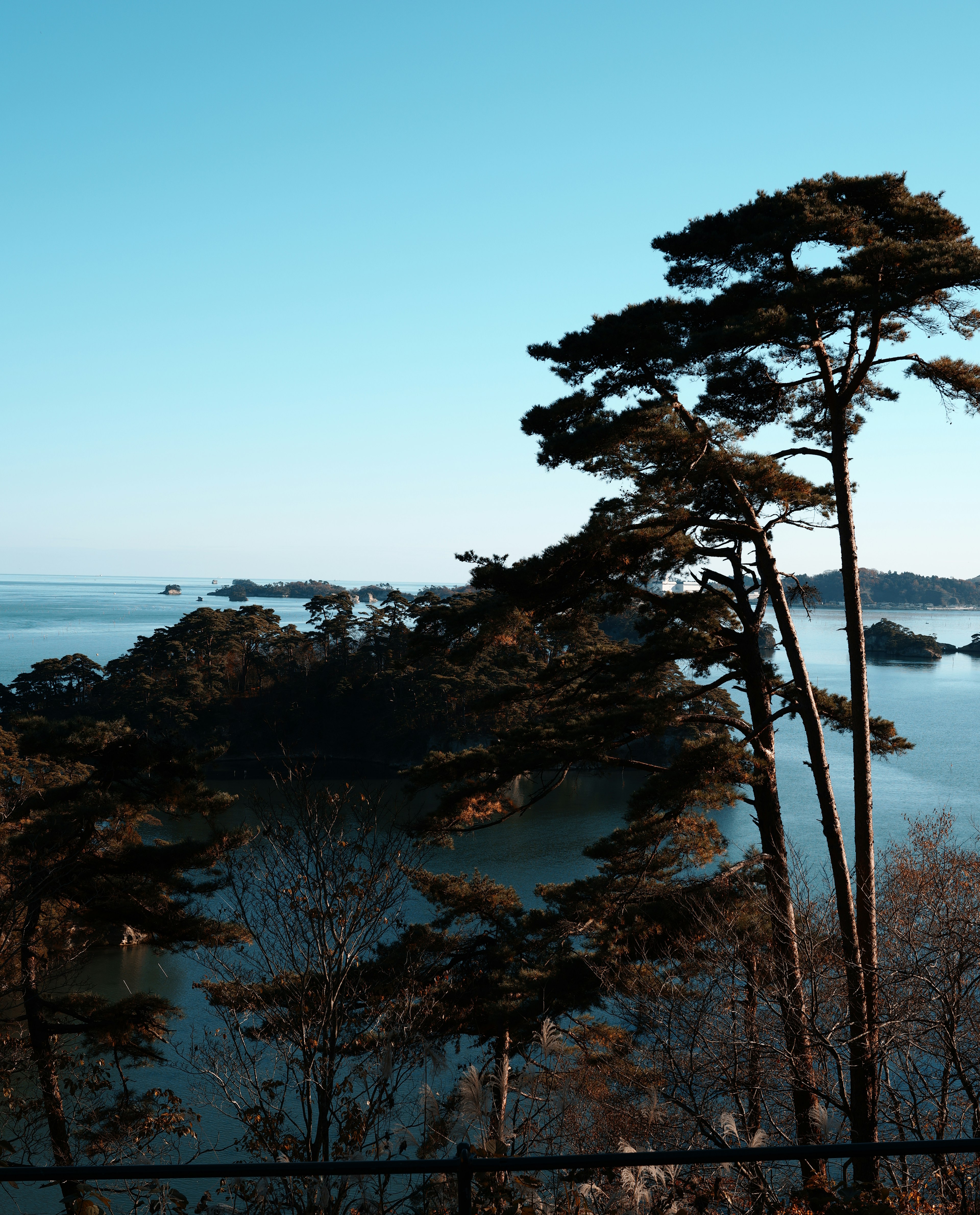 Vista escénica de altos pinos sobre un mar tranquilo y islas distantes bajo un cielo azul claro