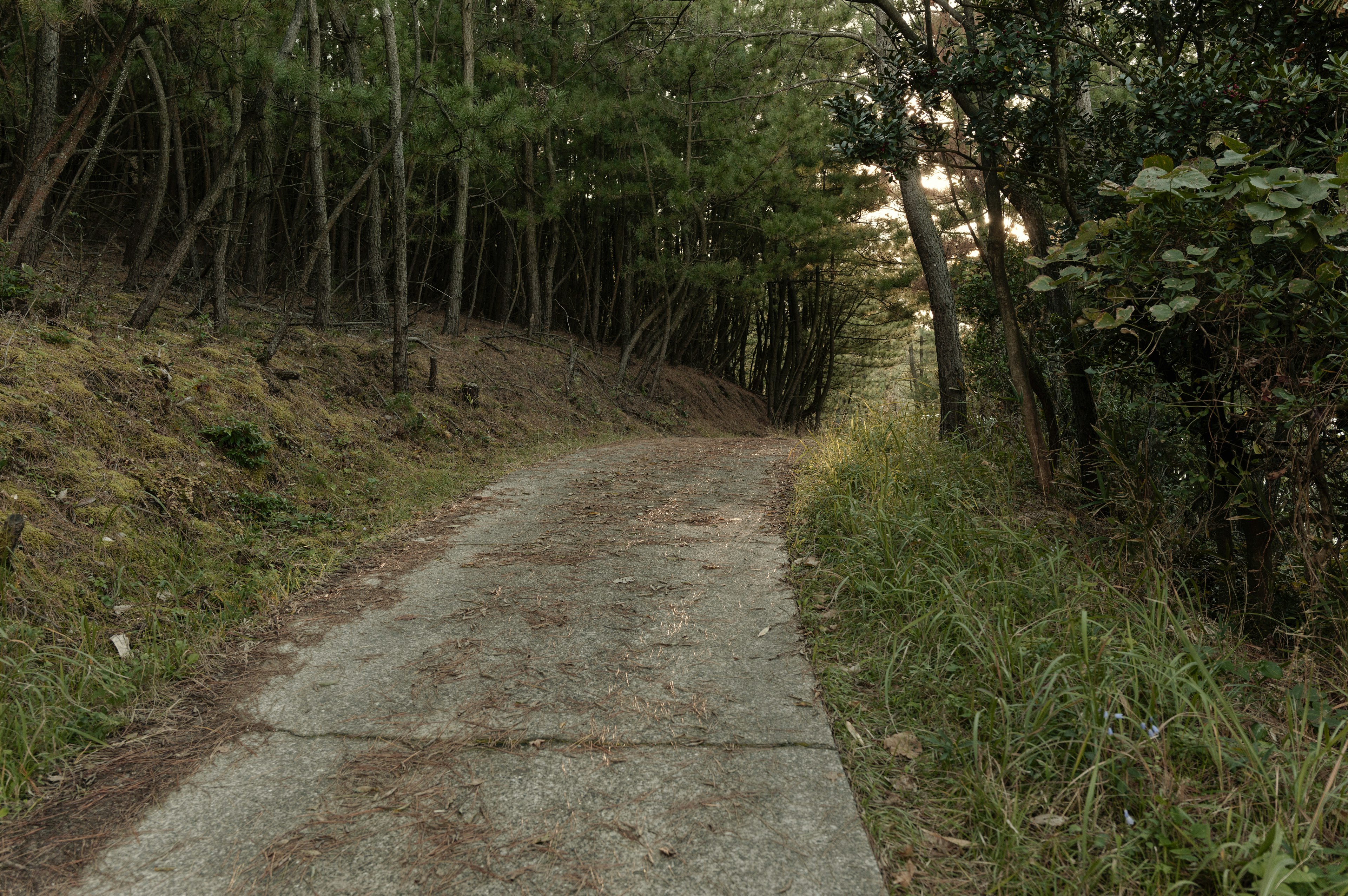 静かな森の小道の風景 緑の木々に囲まれた舗装道路