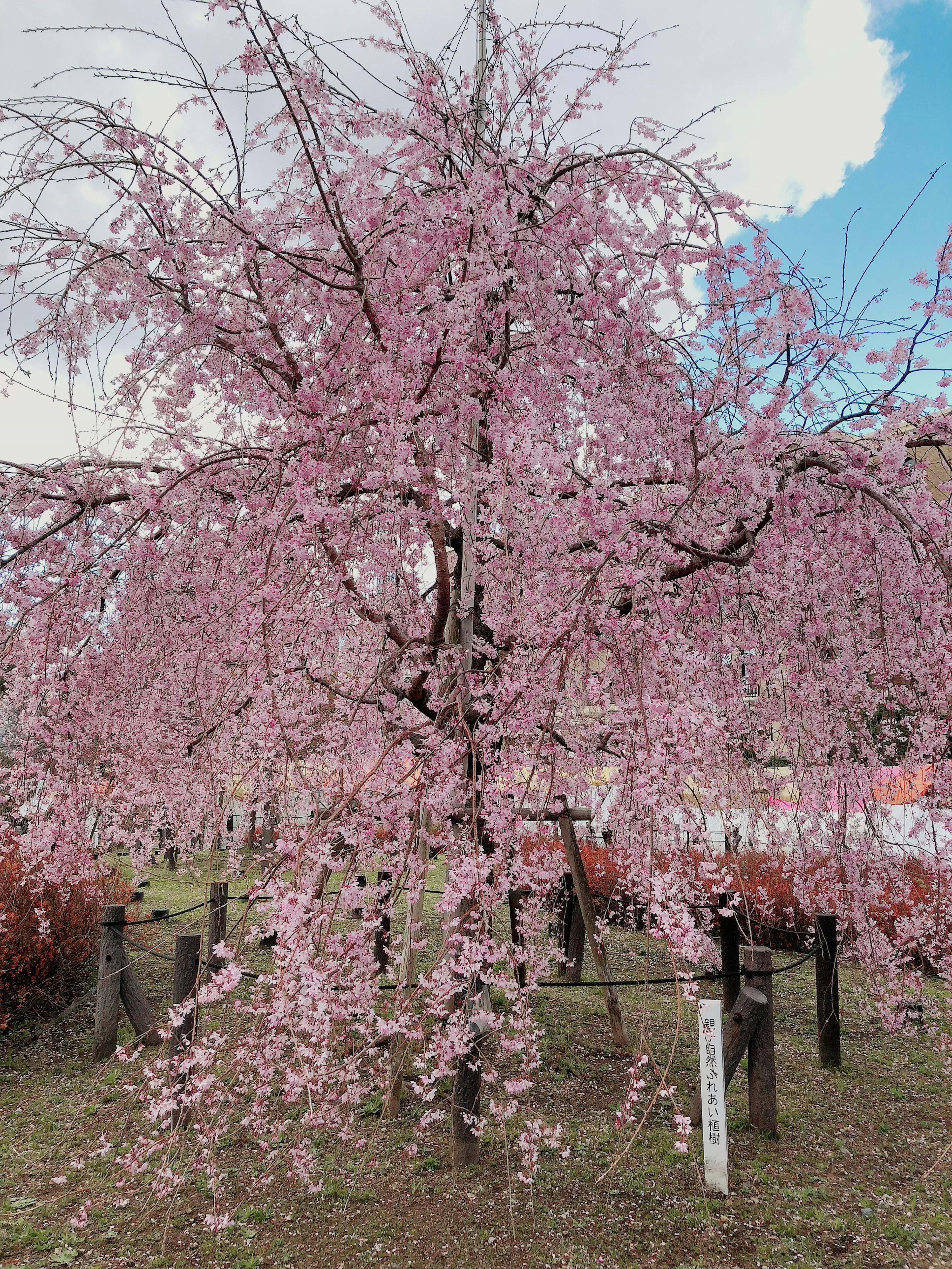 ต้นซากุระที่สวยงามบานสะพรั่งด้วยดอกไม้สีชมพู