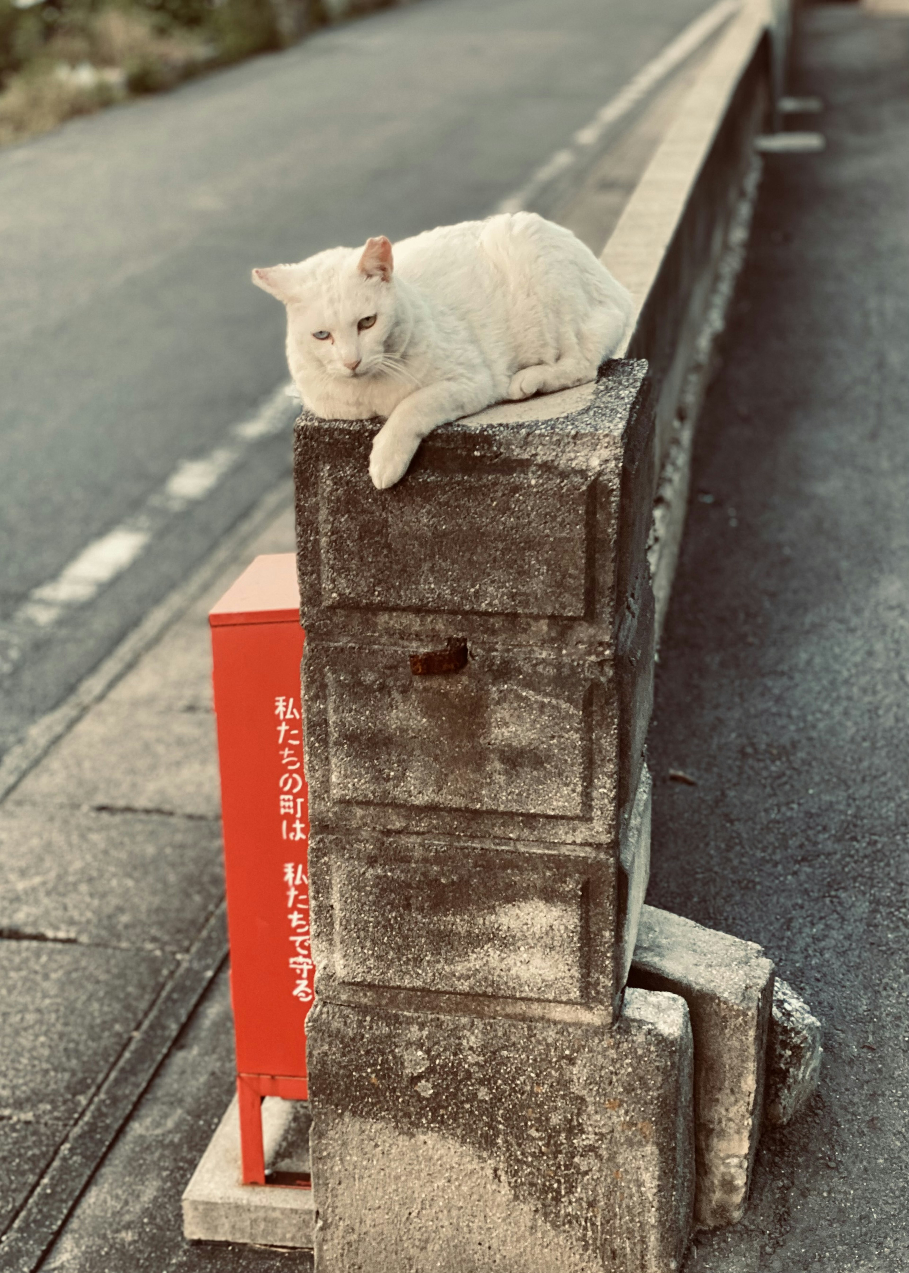 A white cat lounging on a concrete barrier