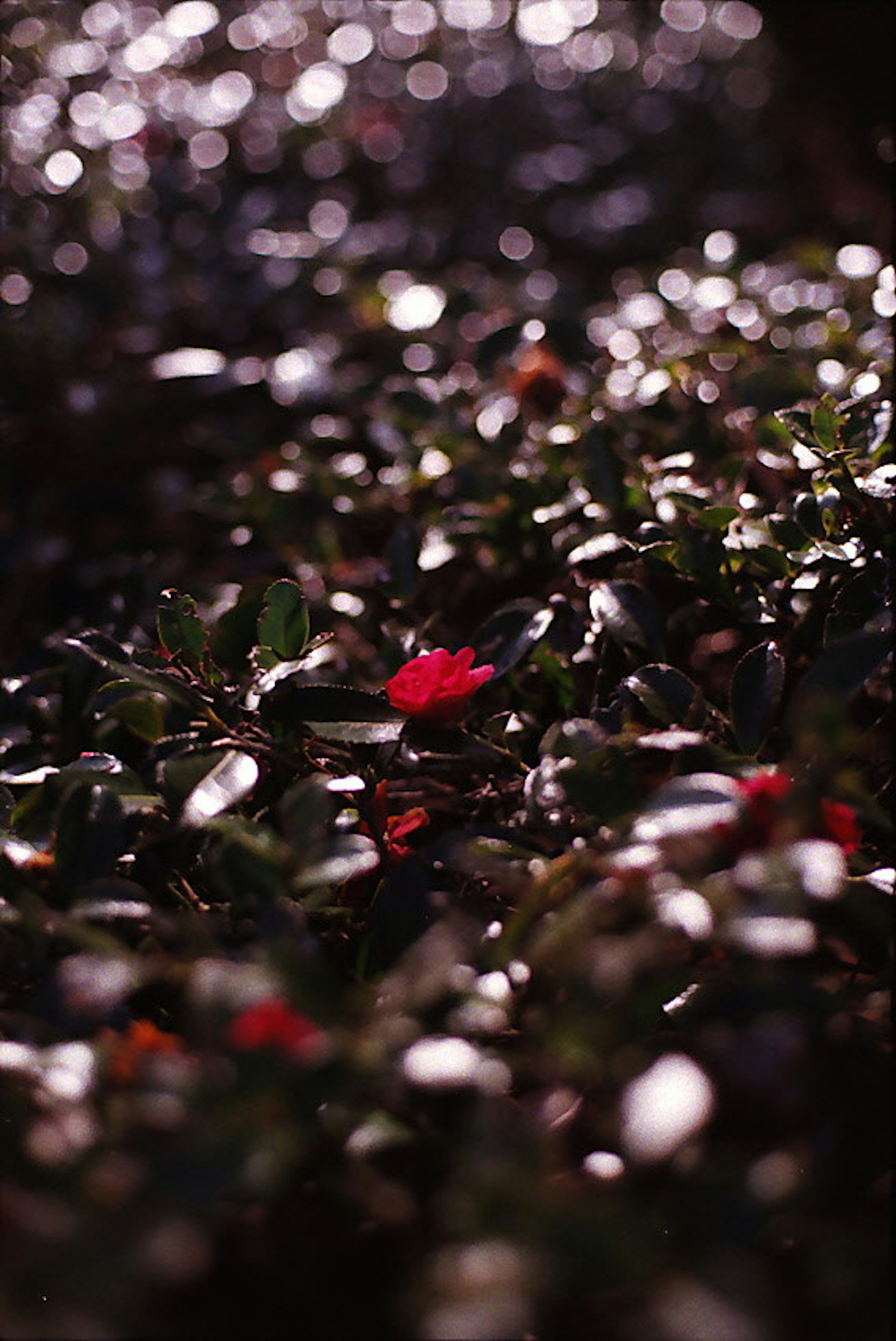 赤い花が散らばる緑の葉の背景にぼかし効果のある写真