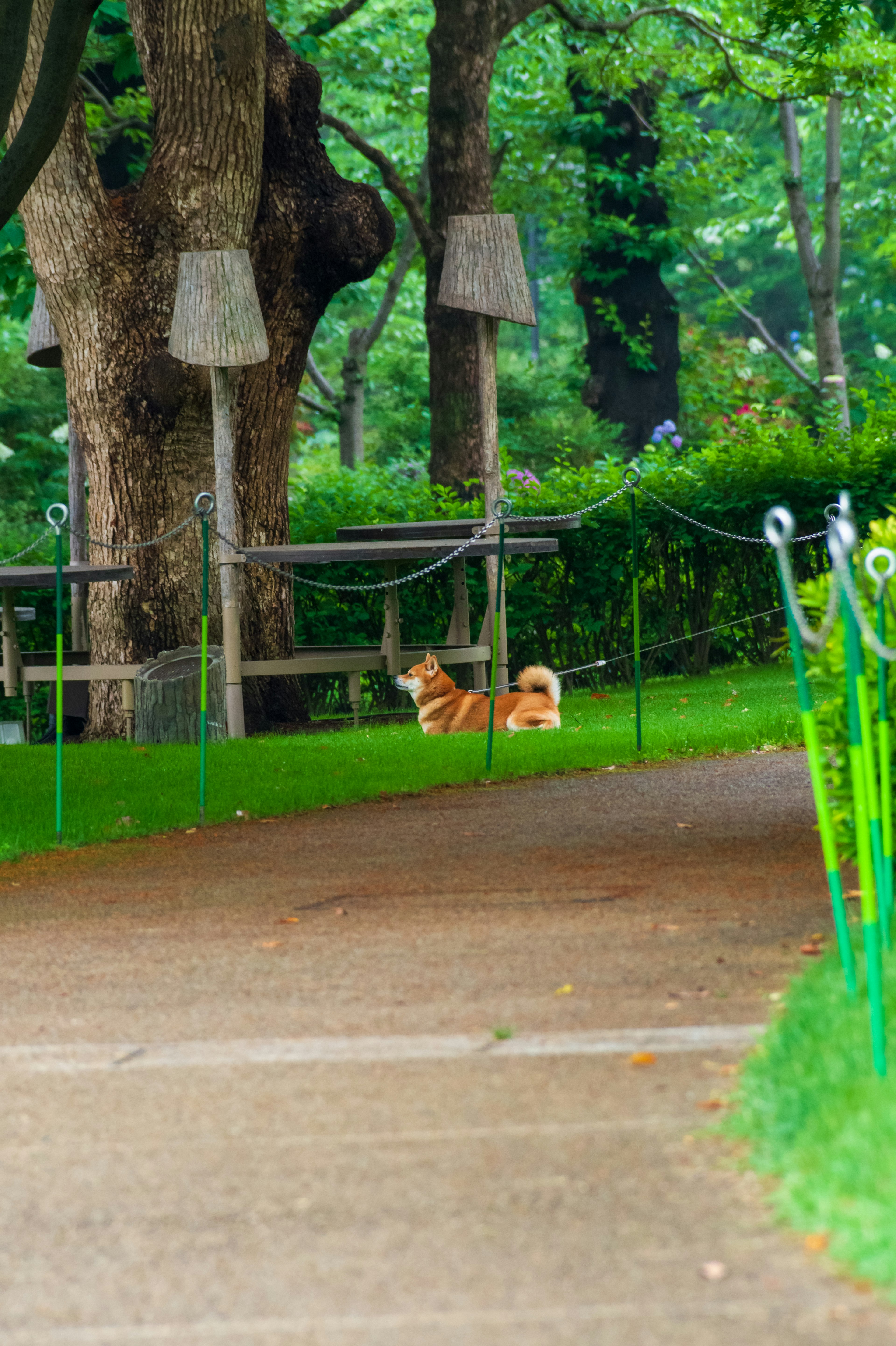 A dog resting on green grass in a park surrounded by trees