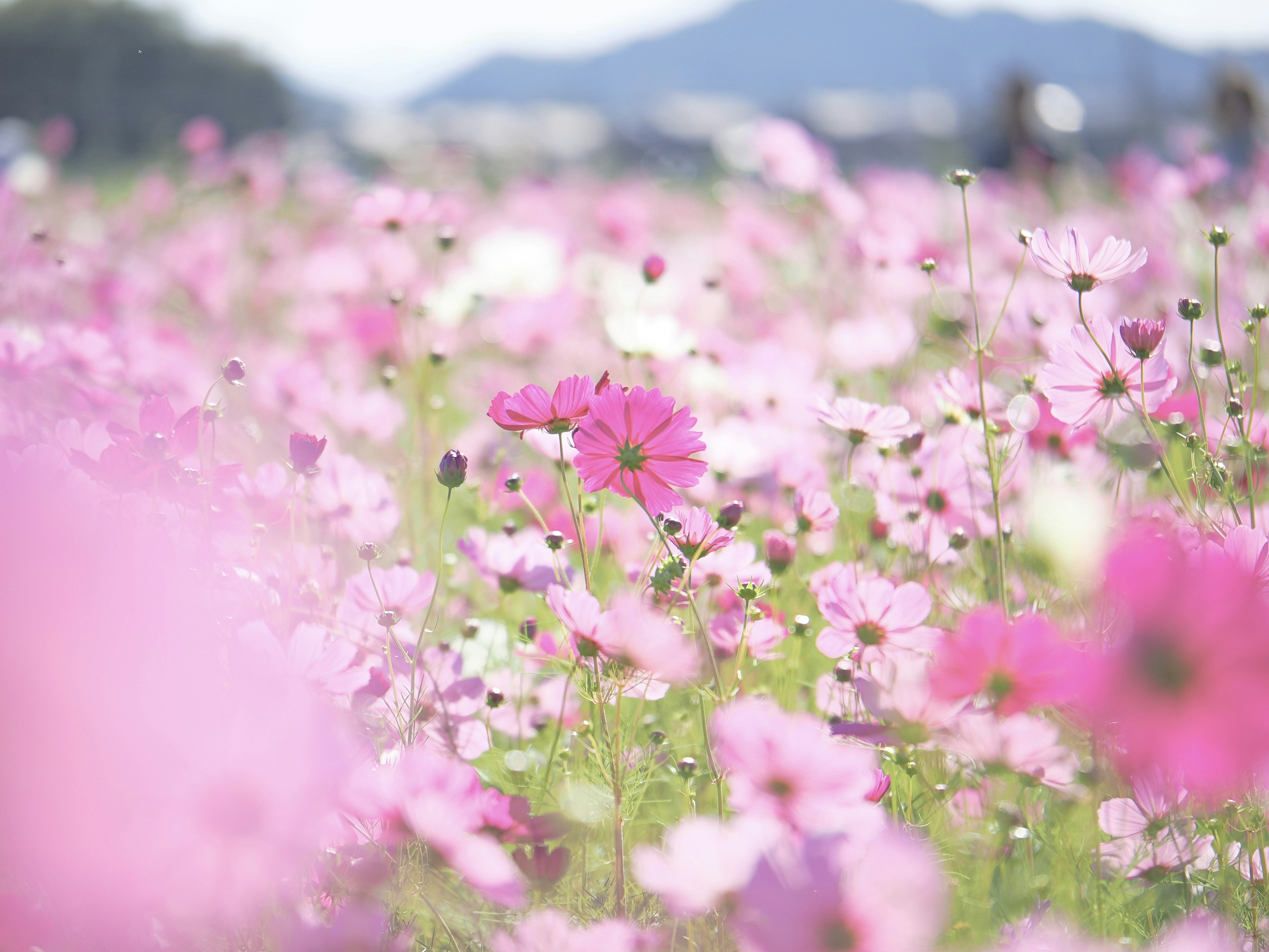 Ein lebhaftes Feld voller verschiedener rosa Blumen in voller Blüte