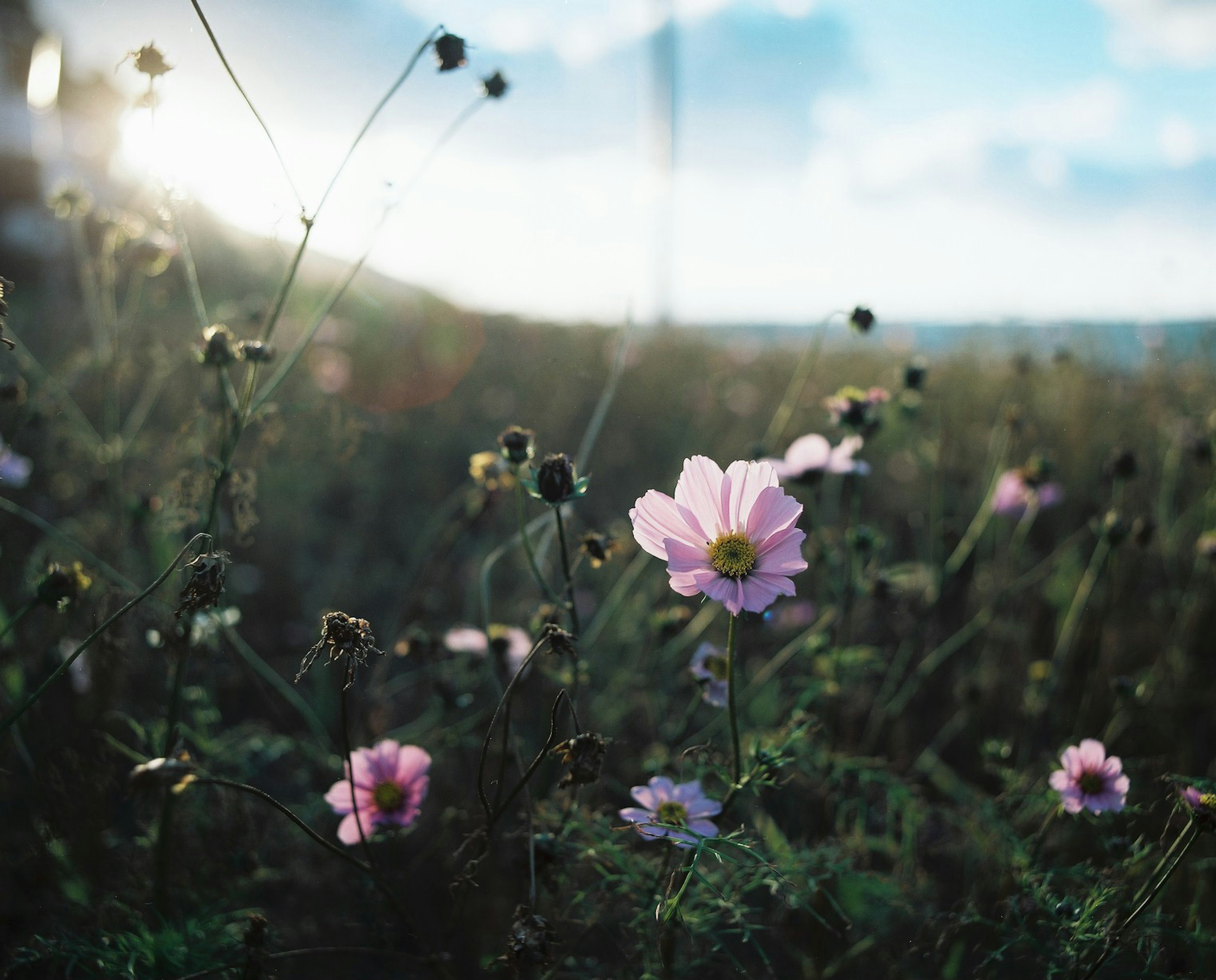 Field of pink flowers under a blue sky with soft light