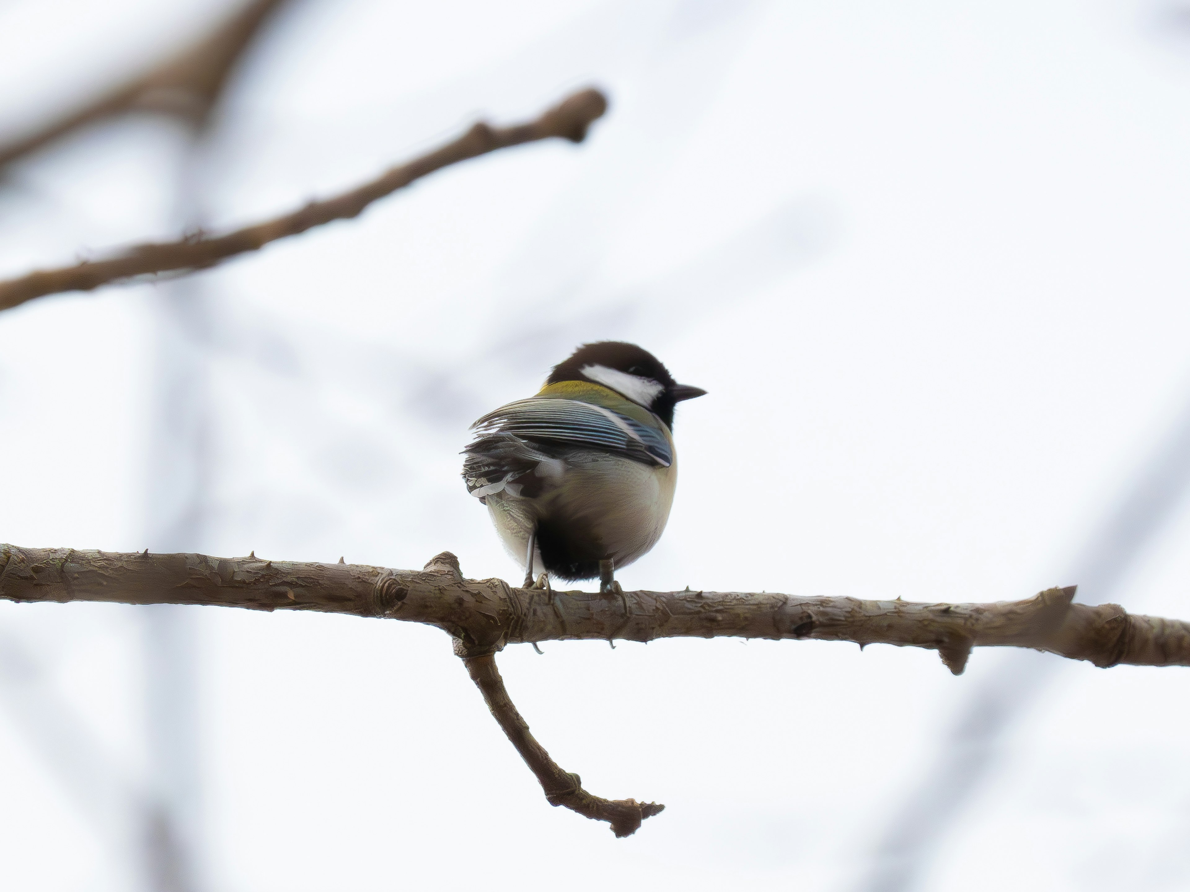 Kleiner süßer Vogel auf einem Ast