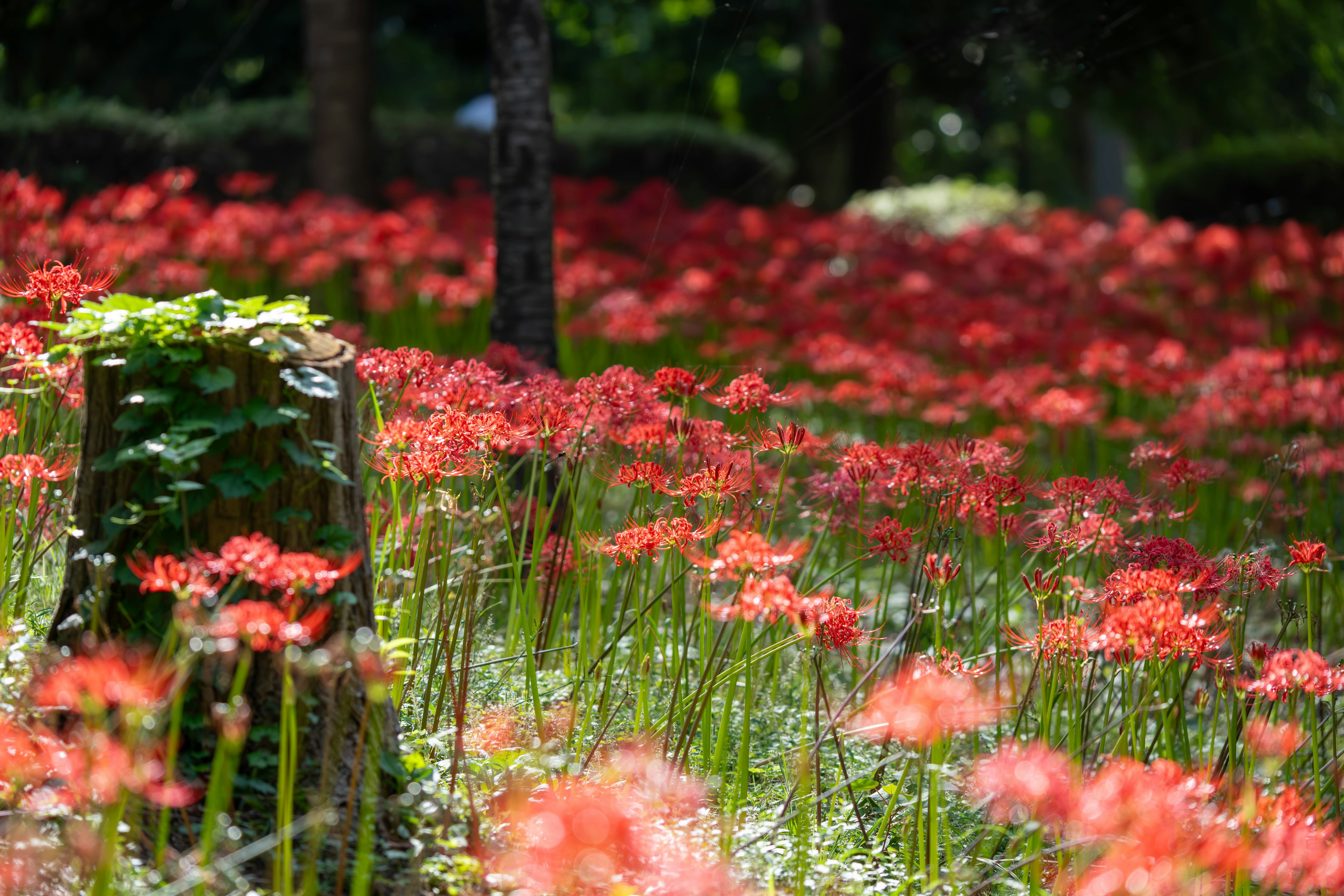 Campo de lirios rojos rodeado de vegetación y árboles