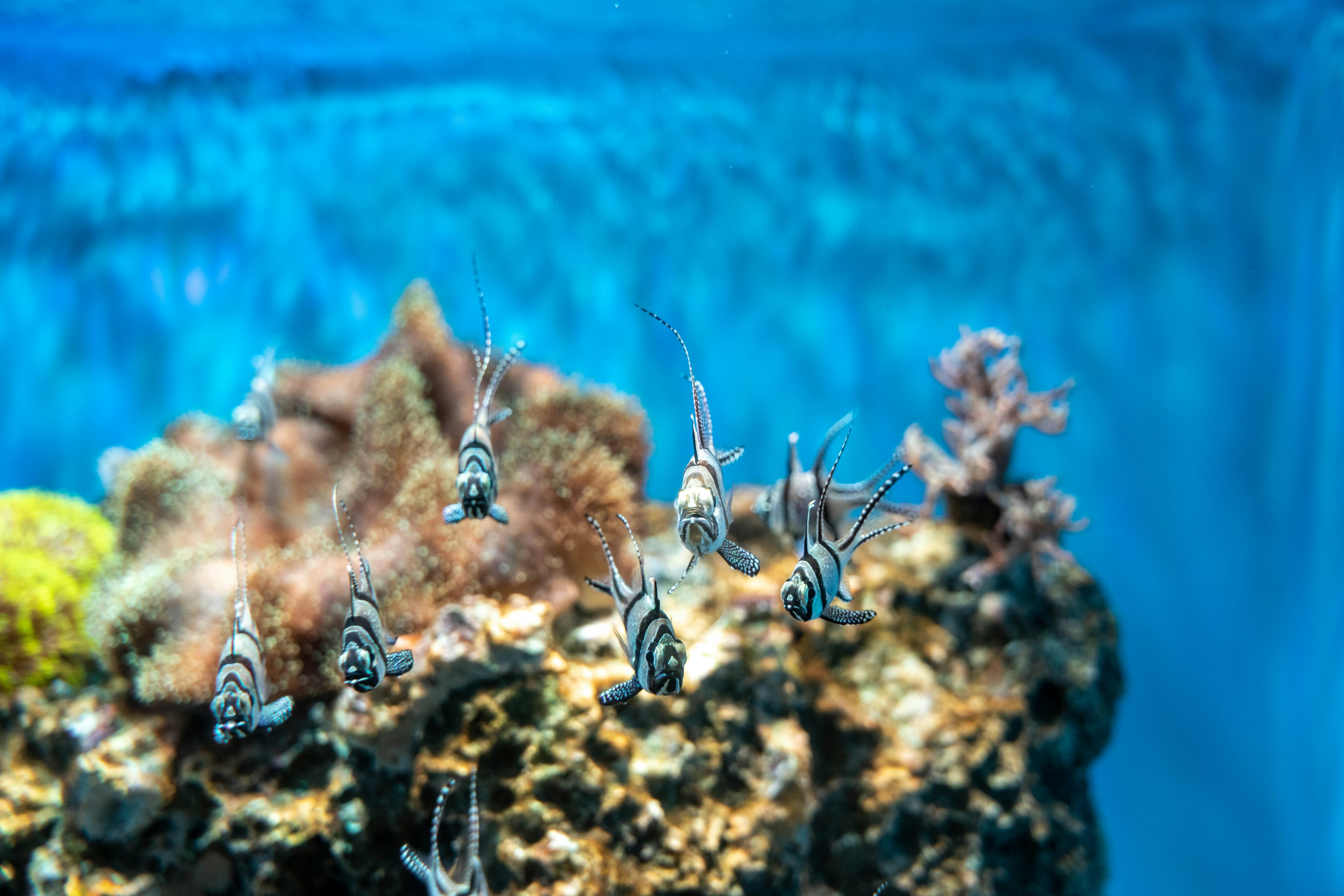 Gestreifte Fische schwimmen in einem Aquarium mit bunten Korallenformationen