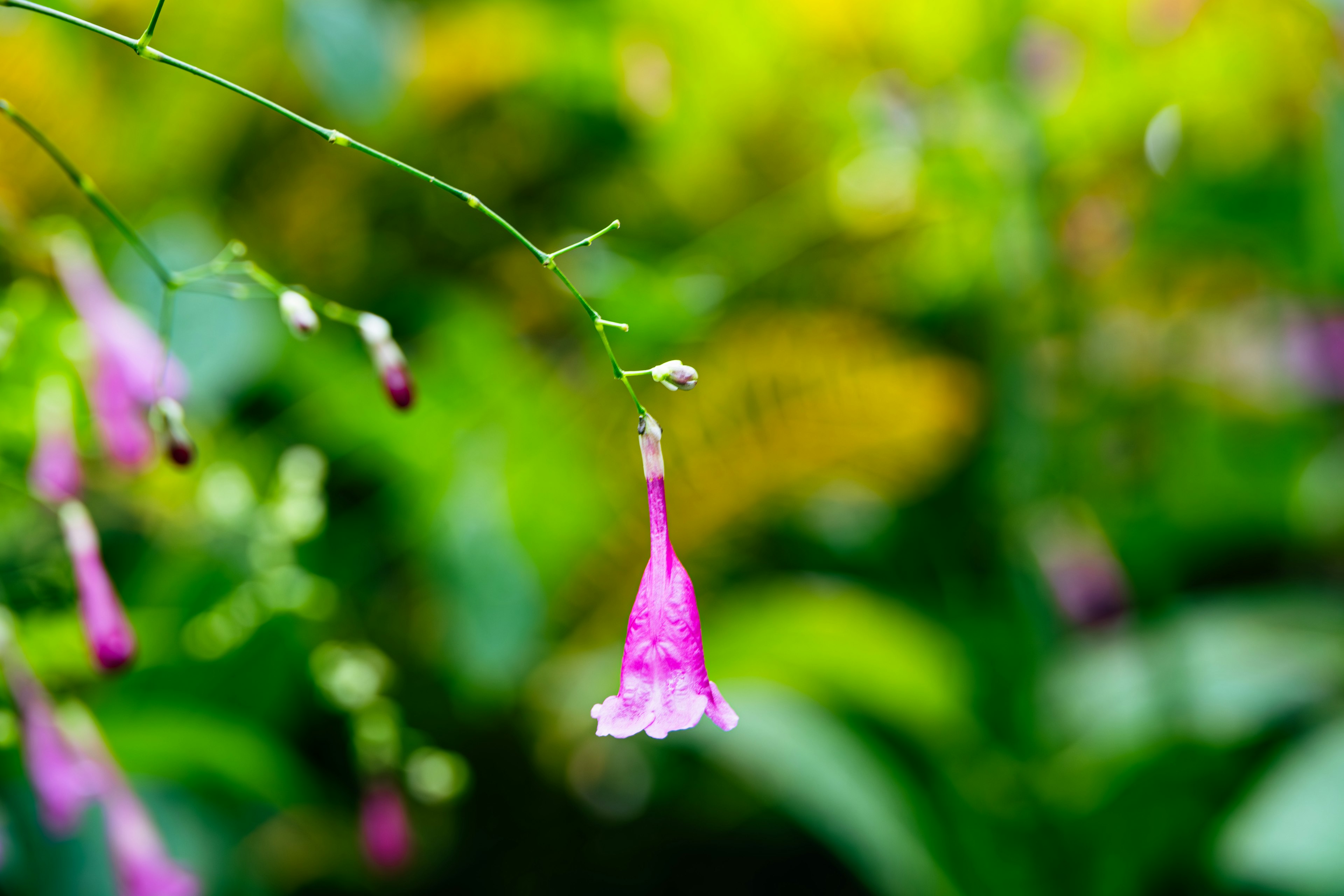 緑の背景にピンクの花が咲いている画像