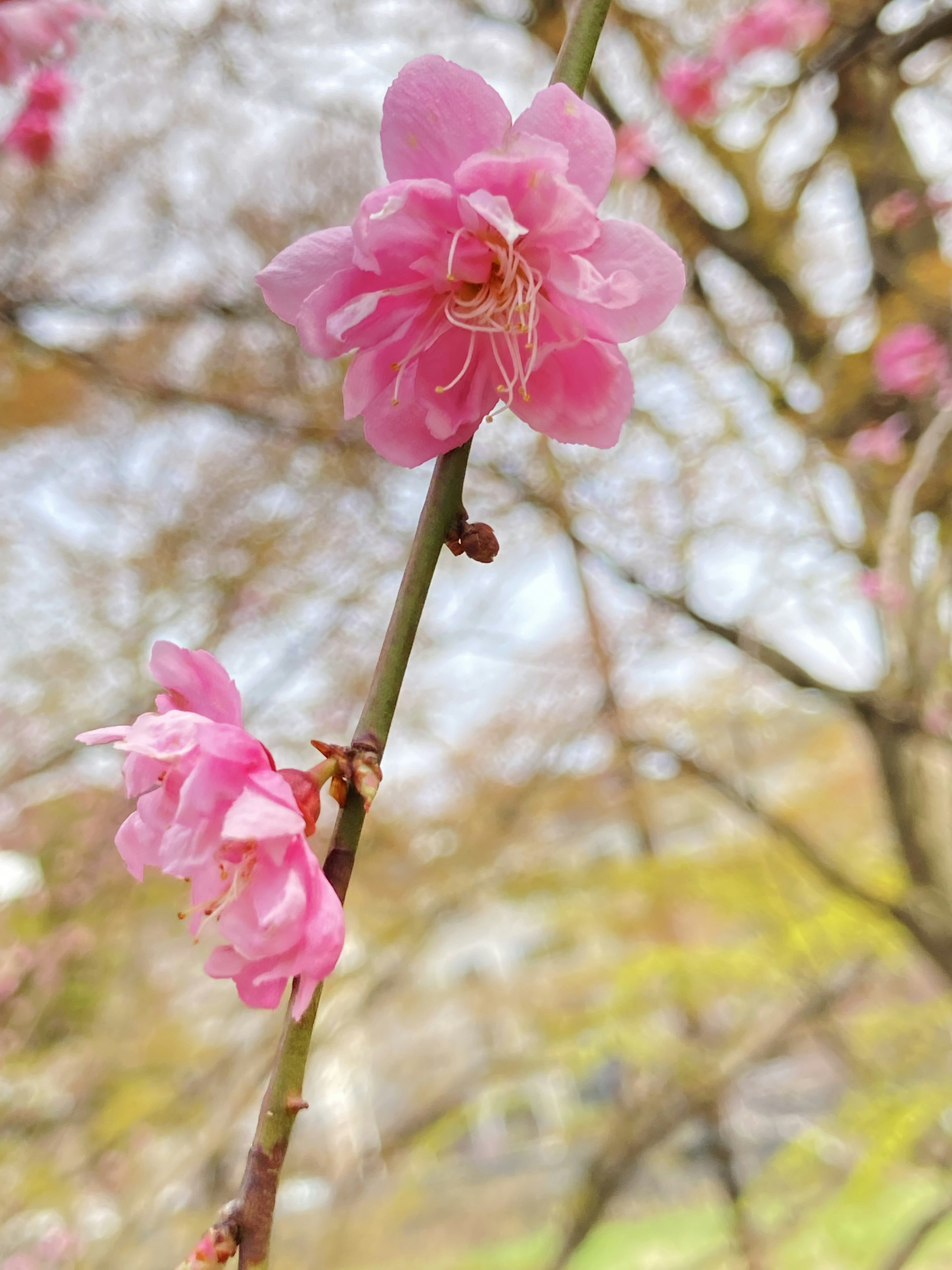 Close-up of pink cherry blossoms on a branch