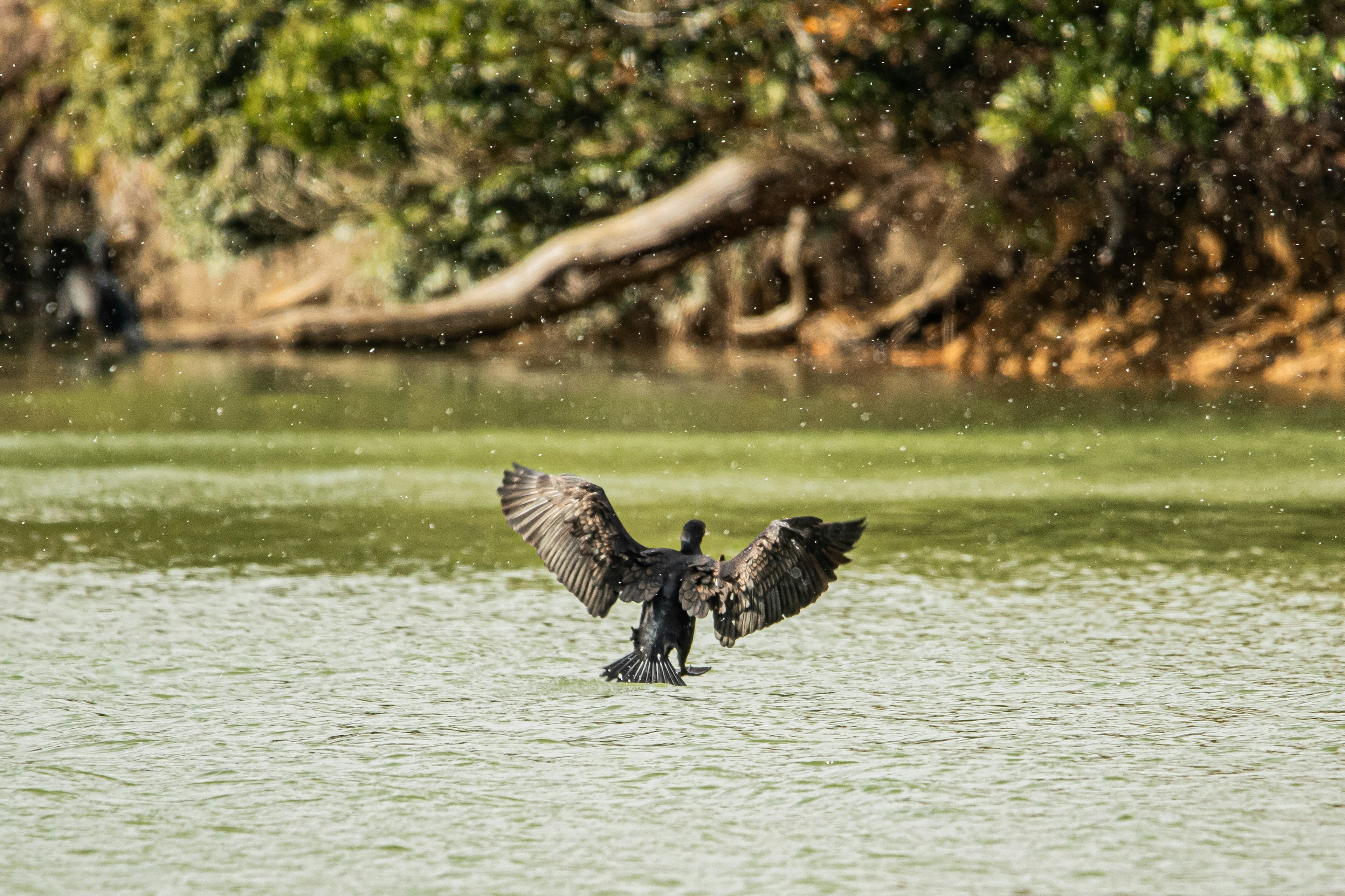 Un uccello nero che apre le ali vicino all'acqua