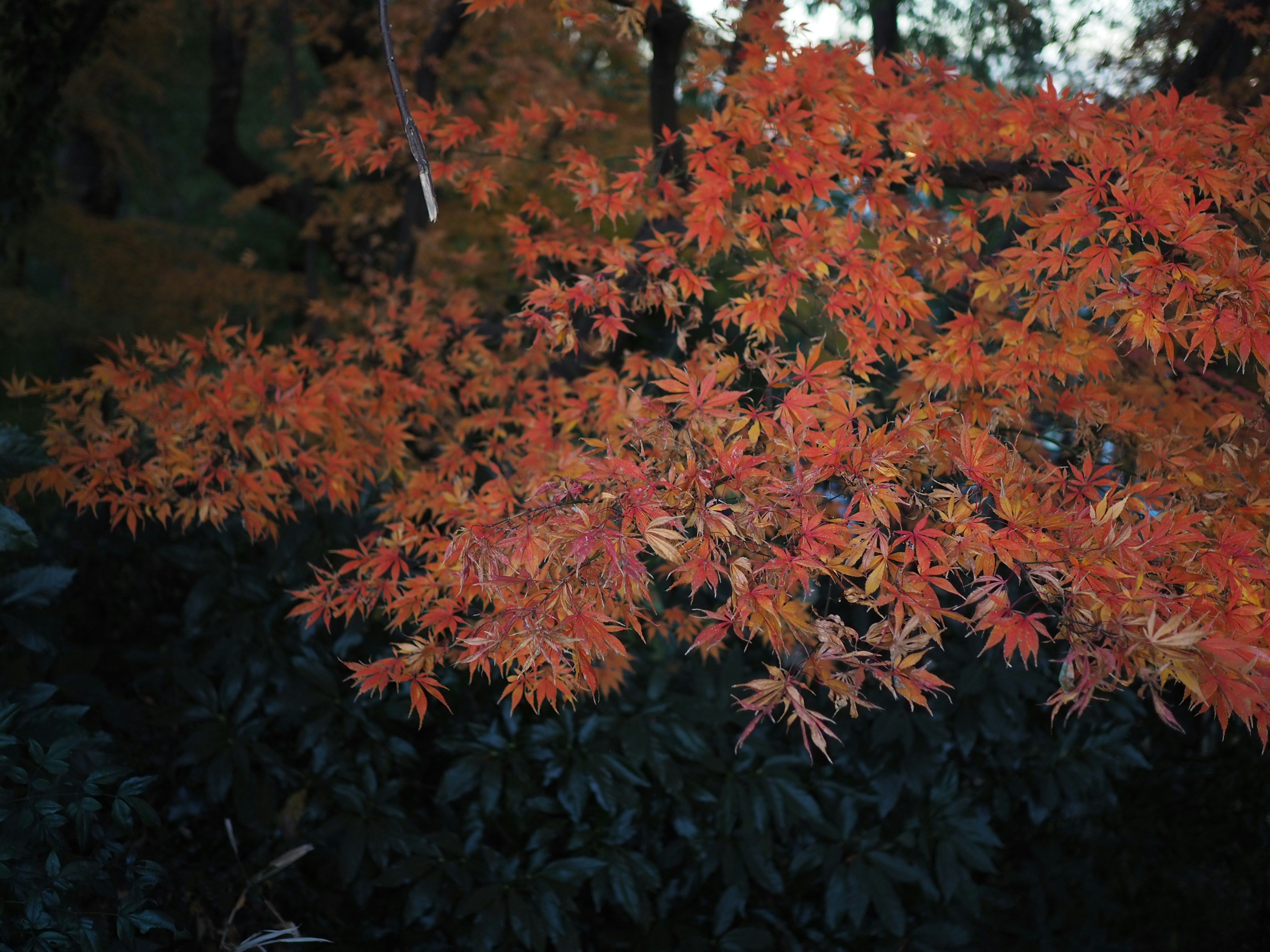 Vibrant orange maple leaves spread out beautifully