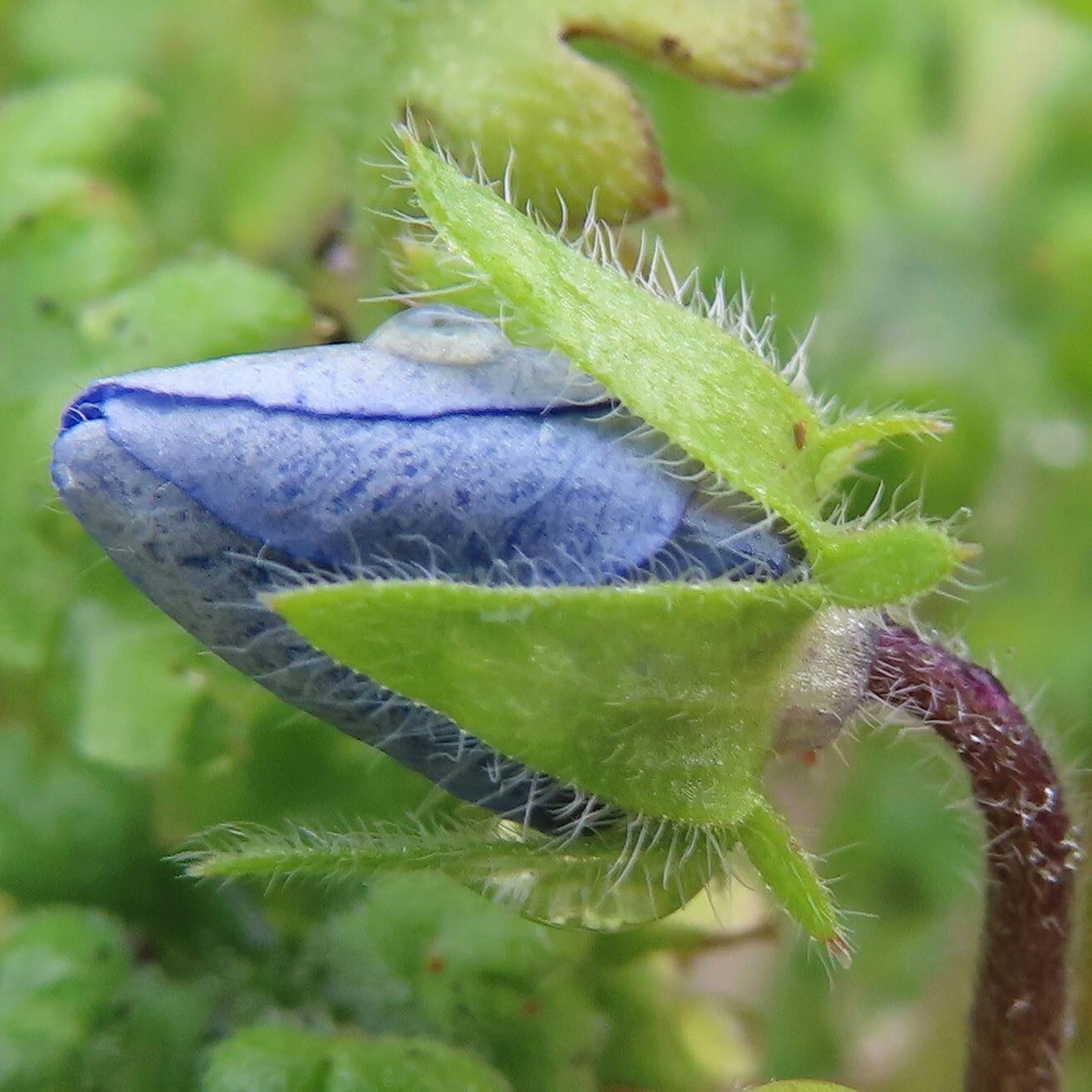 Primer plano de un capullo de flor azul con hojas verdes