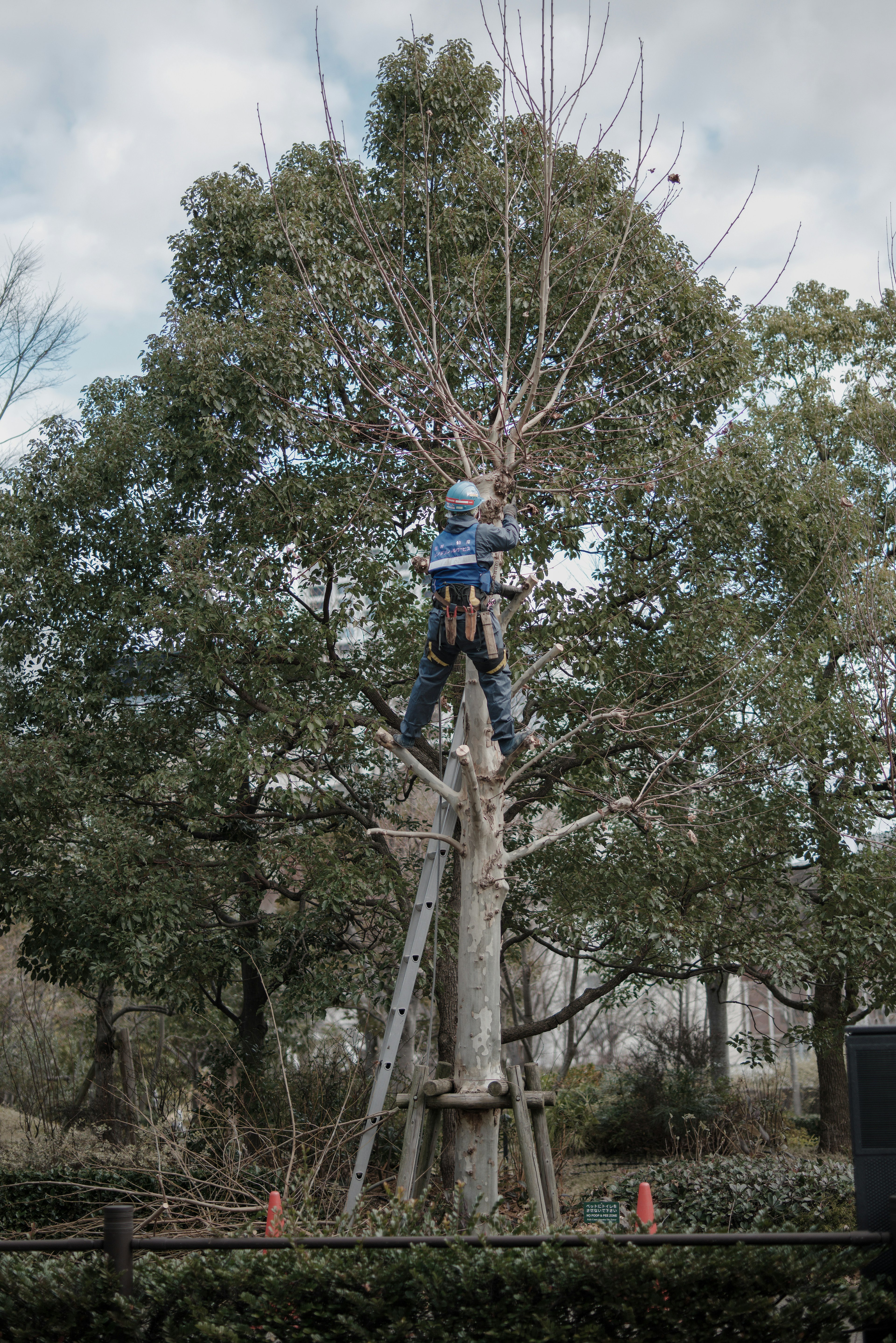 Un arborista che lavora in alto su un albero indossando abiti blu e un casco alberi verdi sullo sfondo