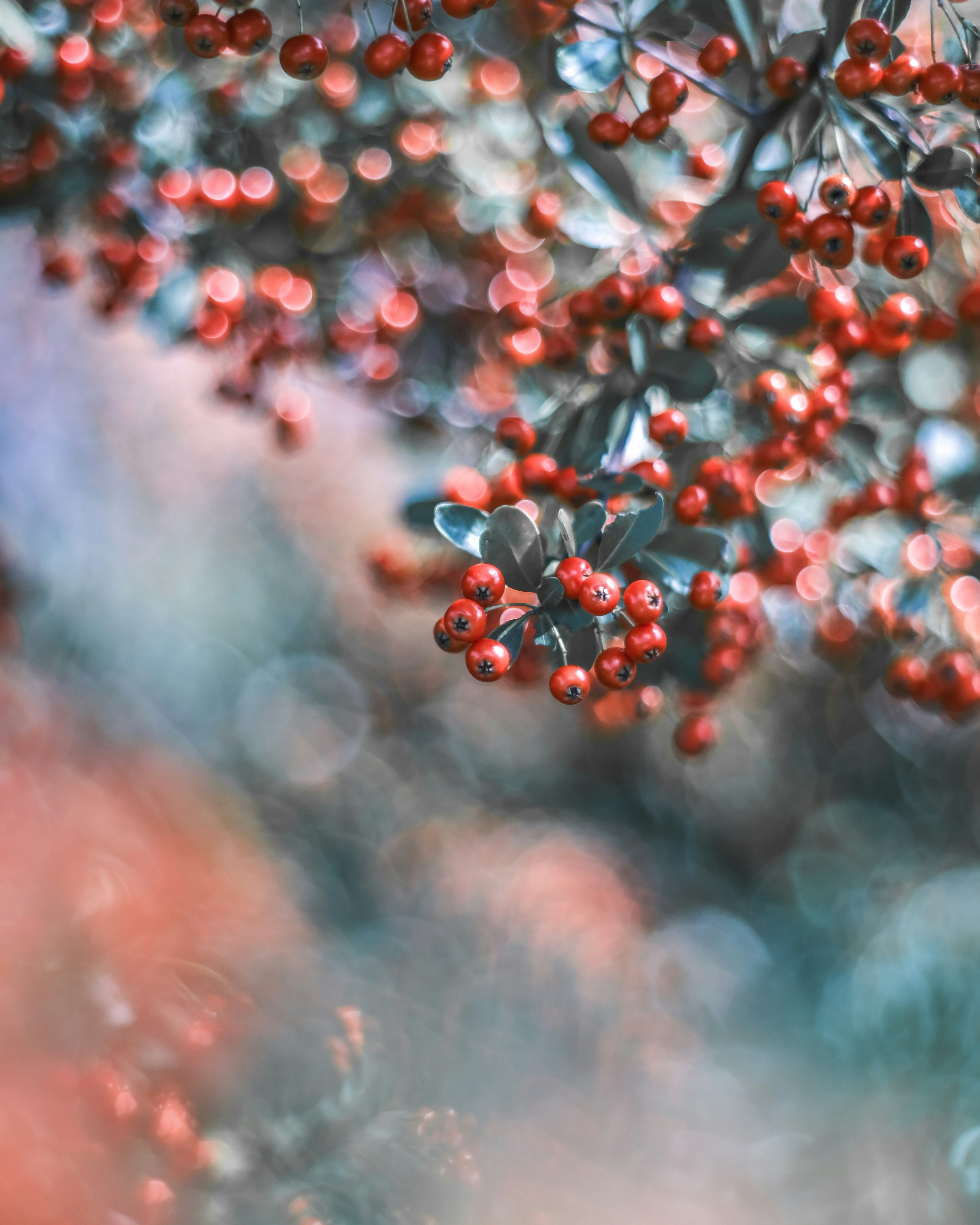 Nahaufnahme von Ästen mit kleinen roten Beeren unscharfer Hintergrund